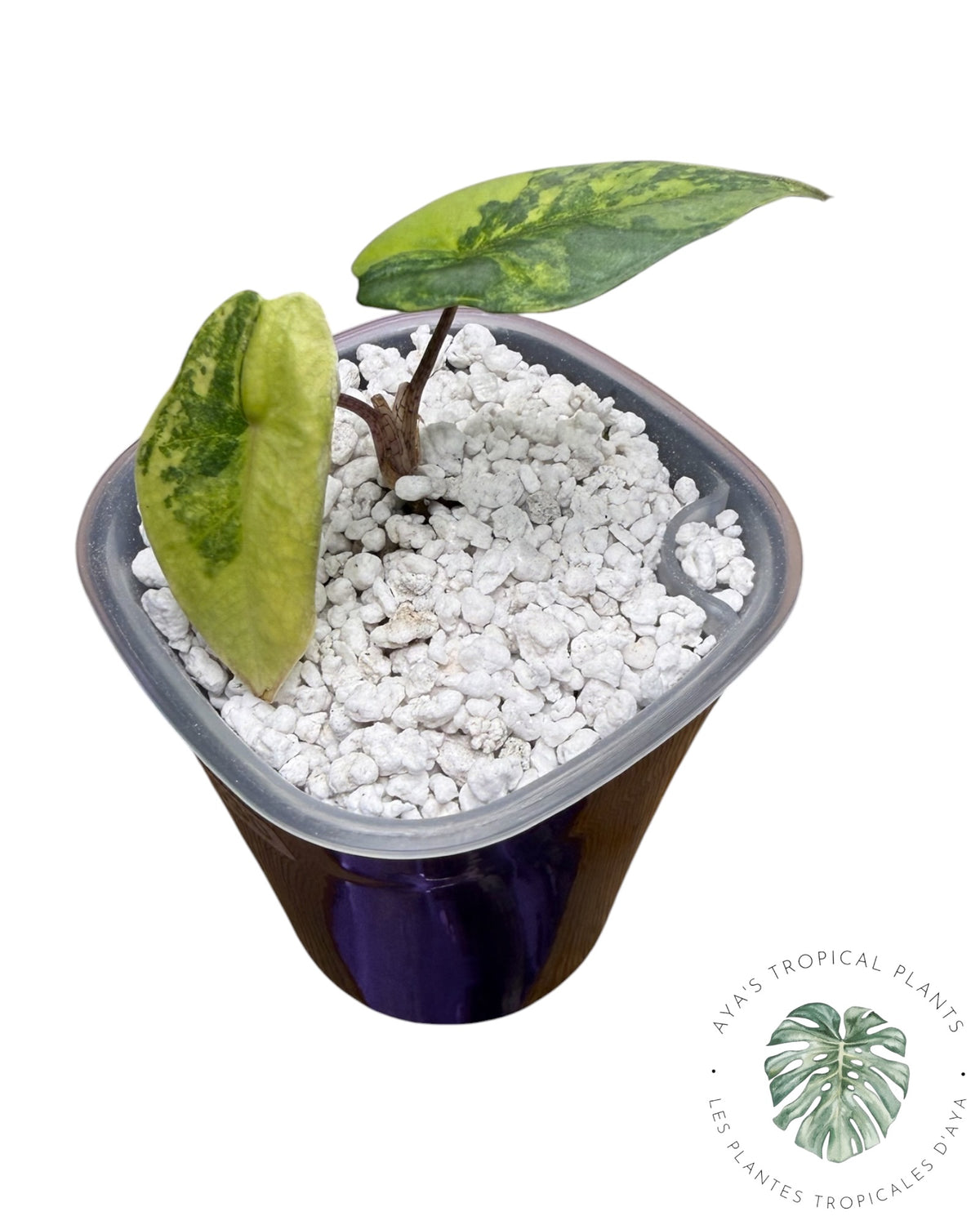 Alocasia Heterophylla Metallic Blue Aurea Variegated