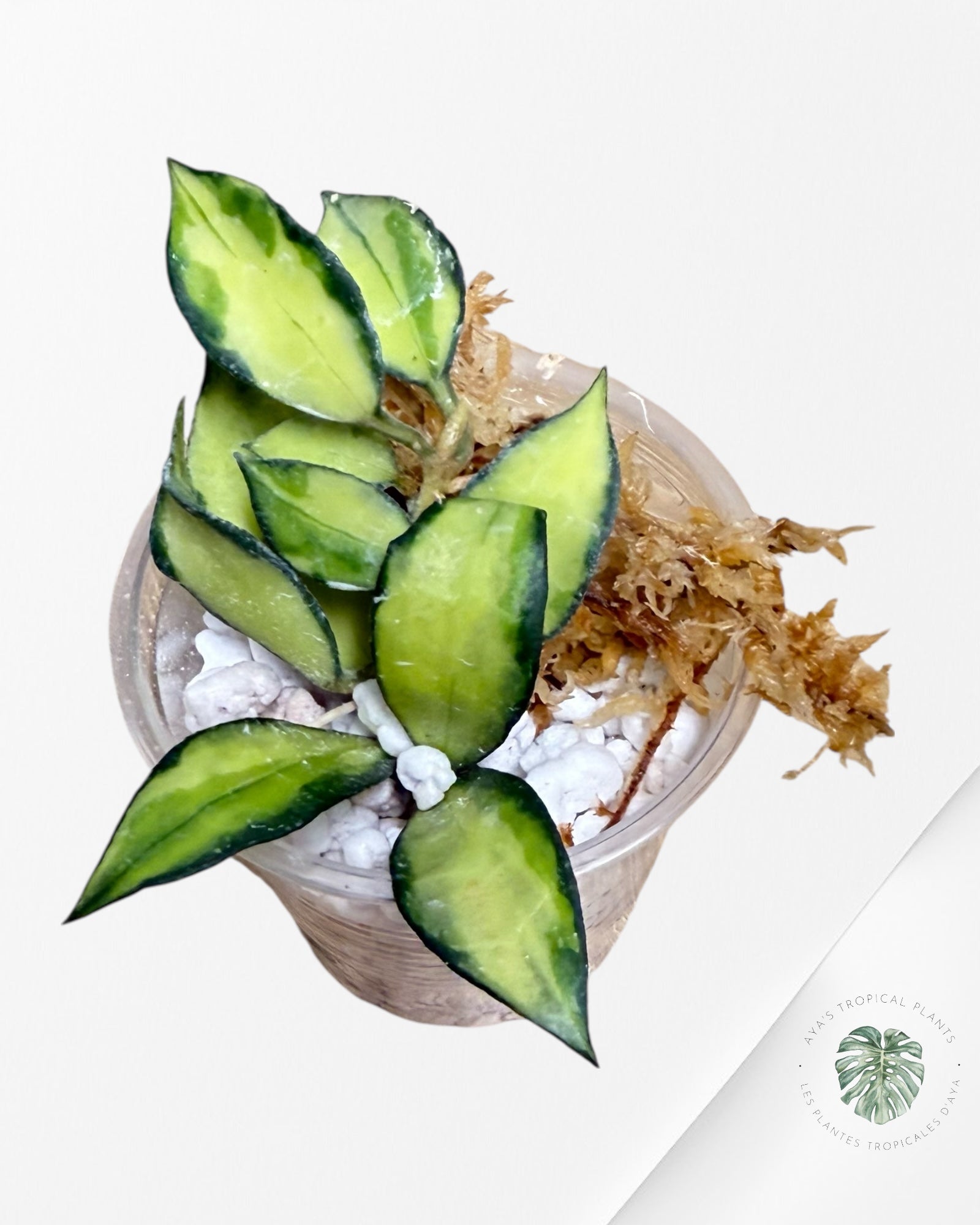 Hoya Lacunosa Souma - E