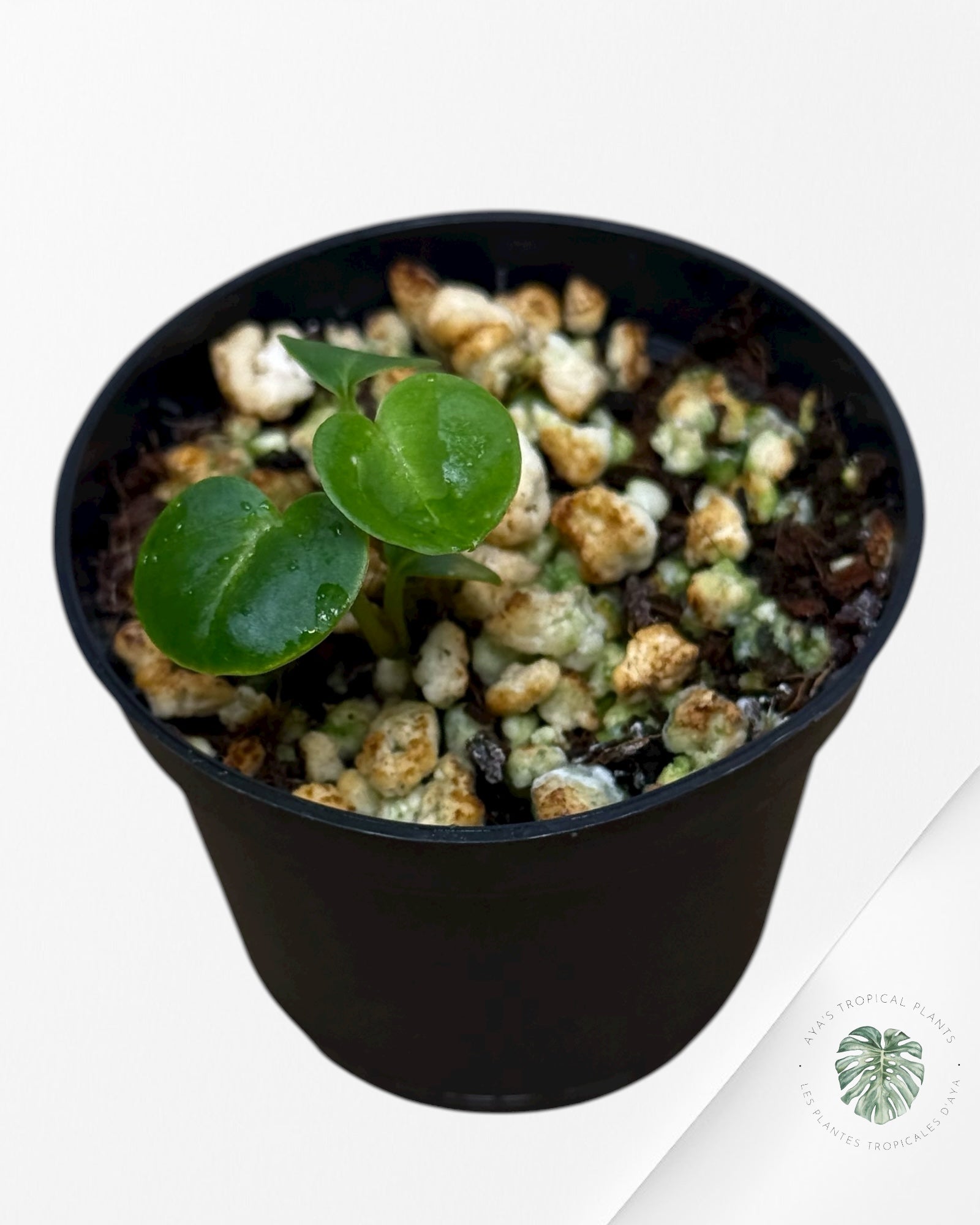 Anthurium Red Crystallinum | Rare TC Plant| Aya's Tropical Plants