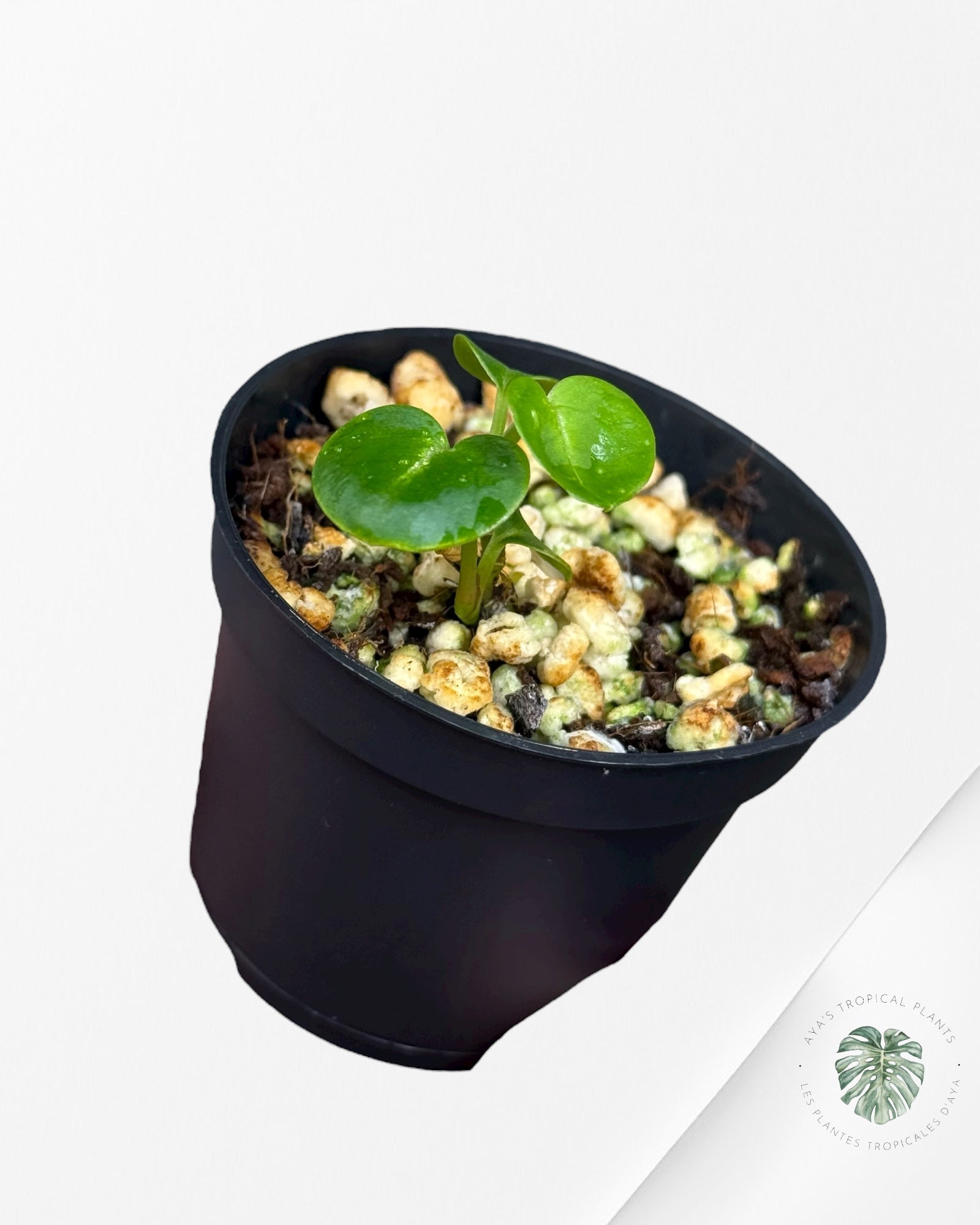 Anthurium Red Crystallinum | Rare TC Plant| Aya's Tropical Plants