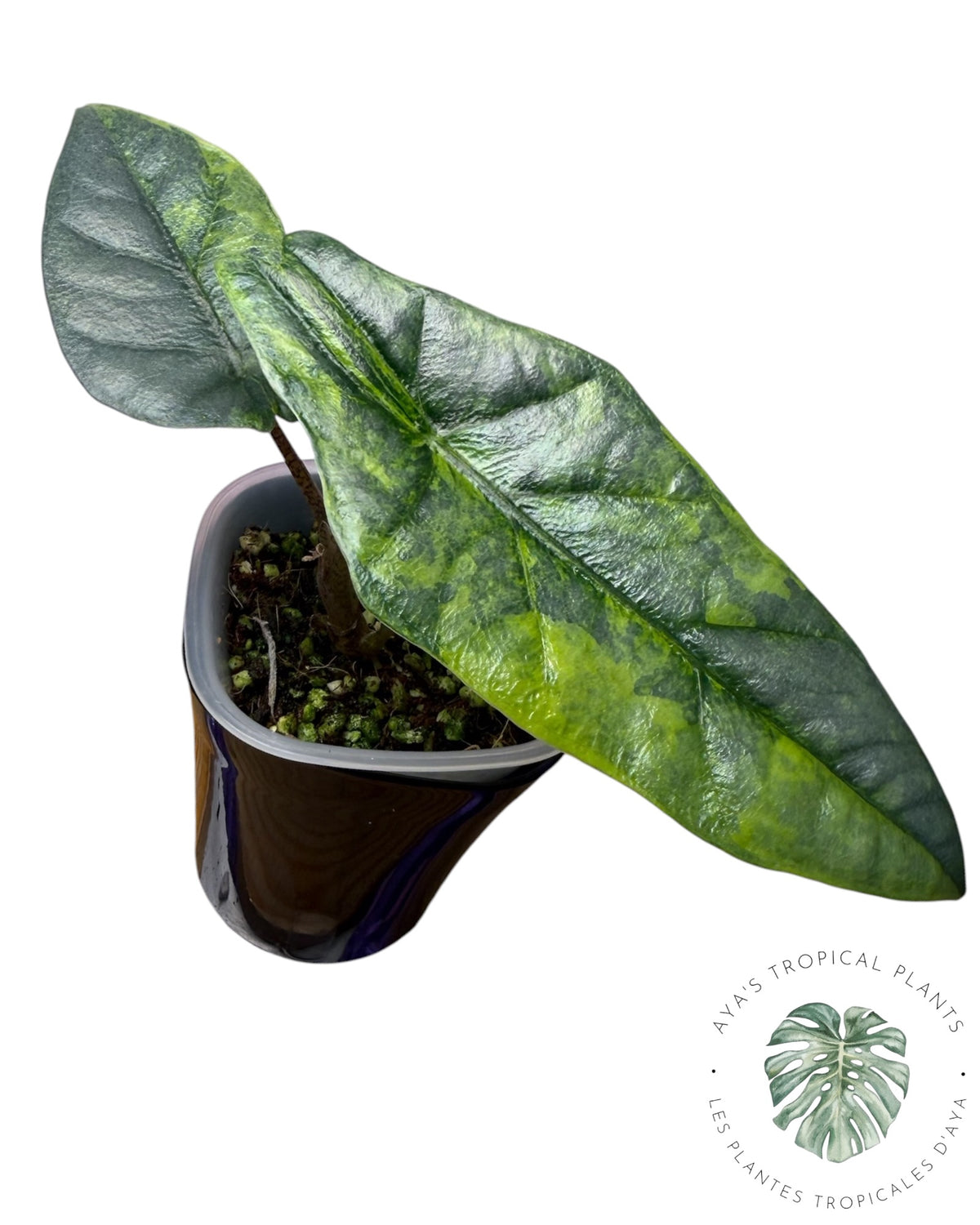 Alocasia Heterophylla Metallic Blue Aurea Variegated