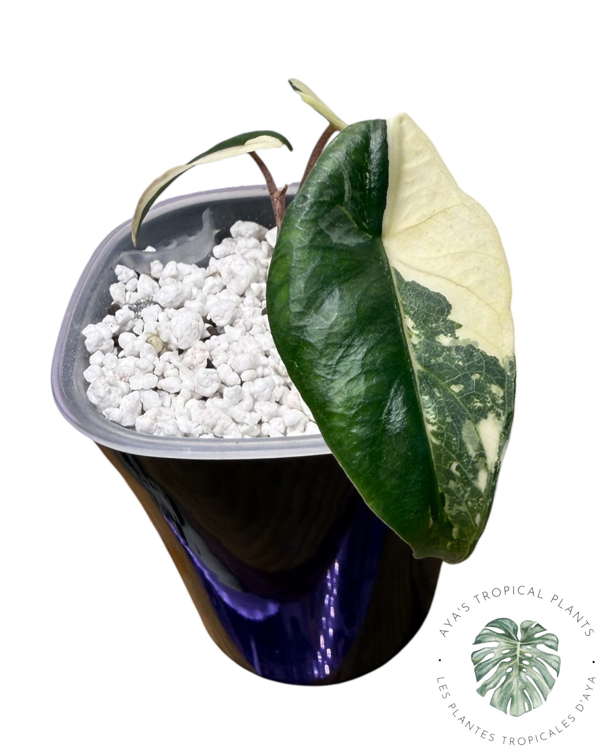Alocasia Heterophylla Metallic Blue Albo