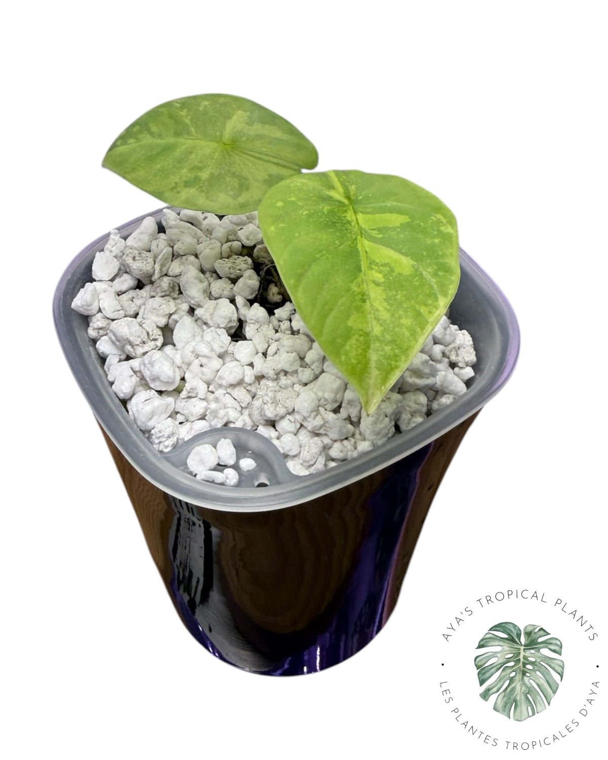 Alocasia Reginae Aurea