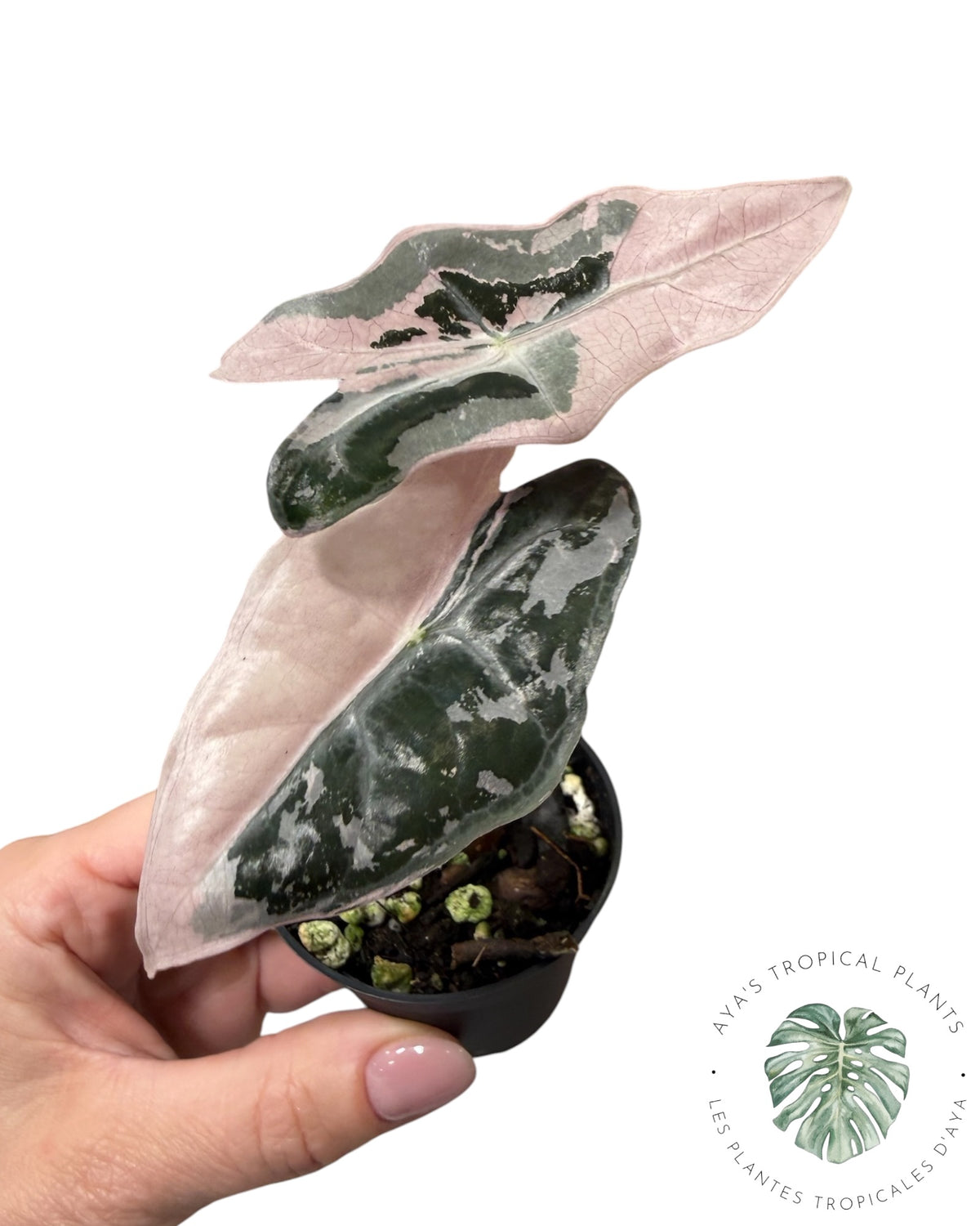 Alocasia Nobilis Pink Variegated