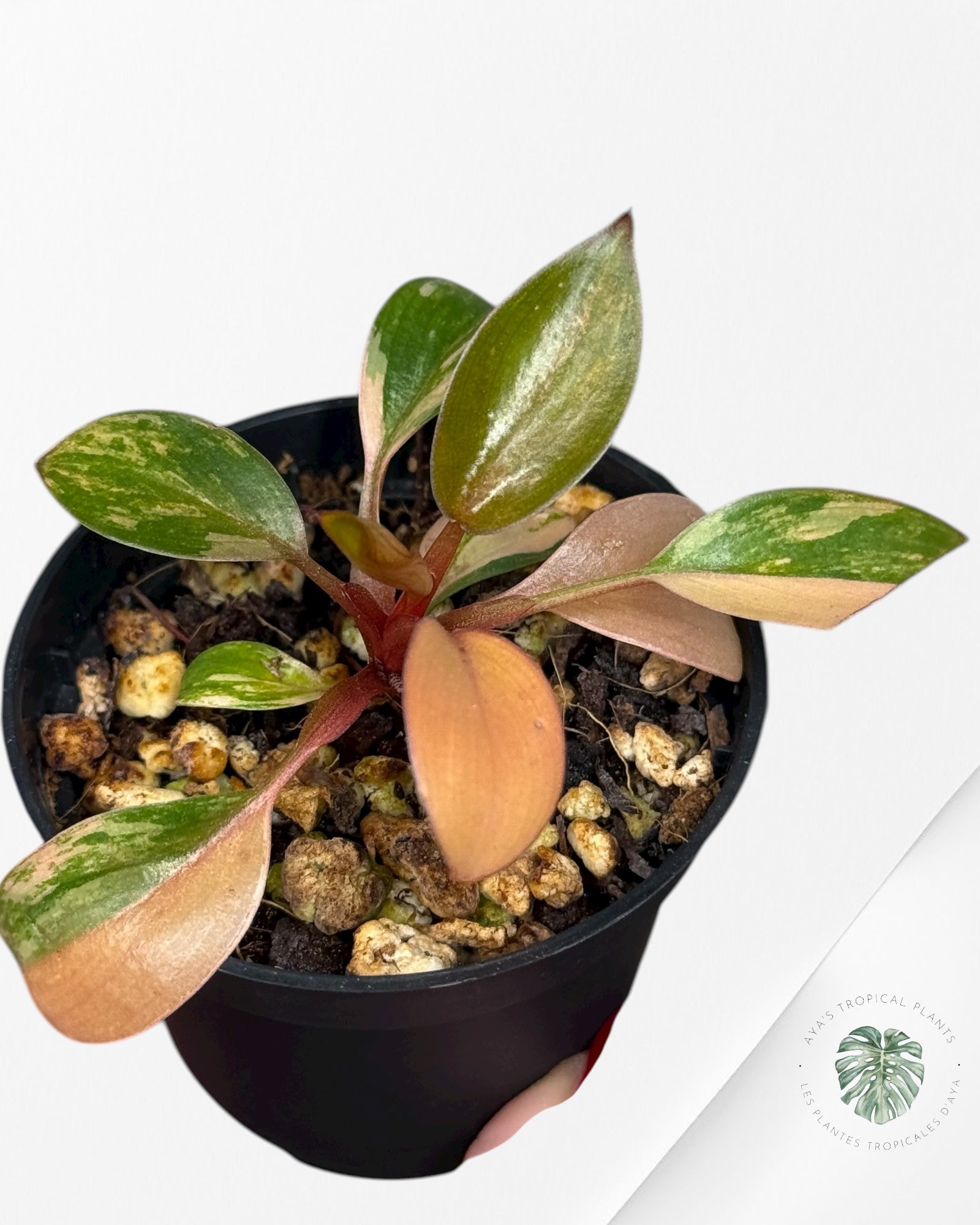 Philodendron Red Congo Variegated |Rare TC Plant| Aya's Tropical Plants