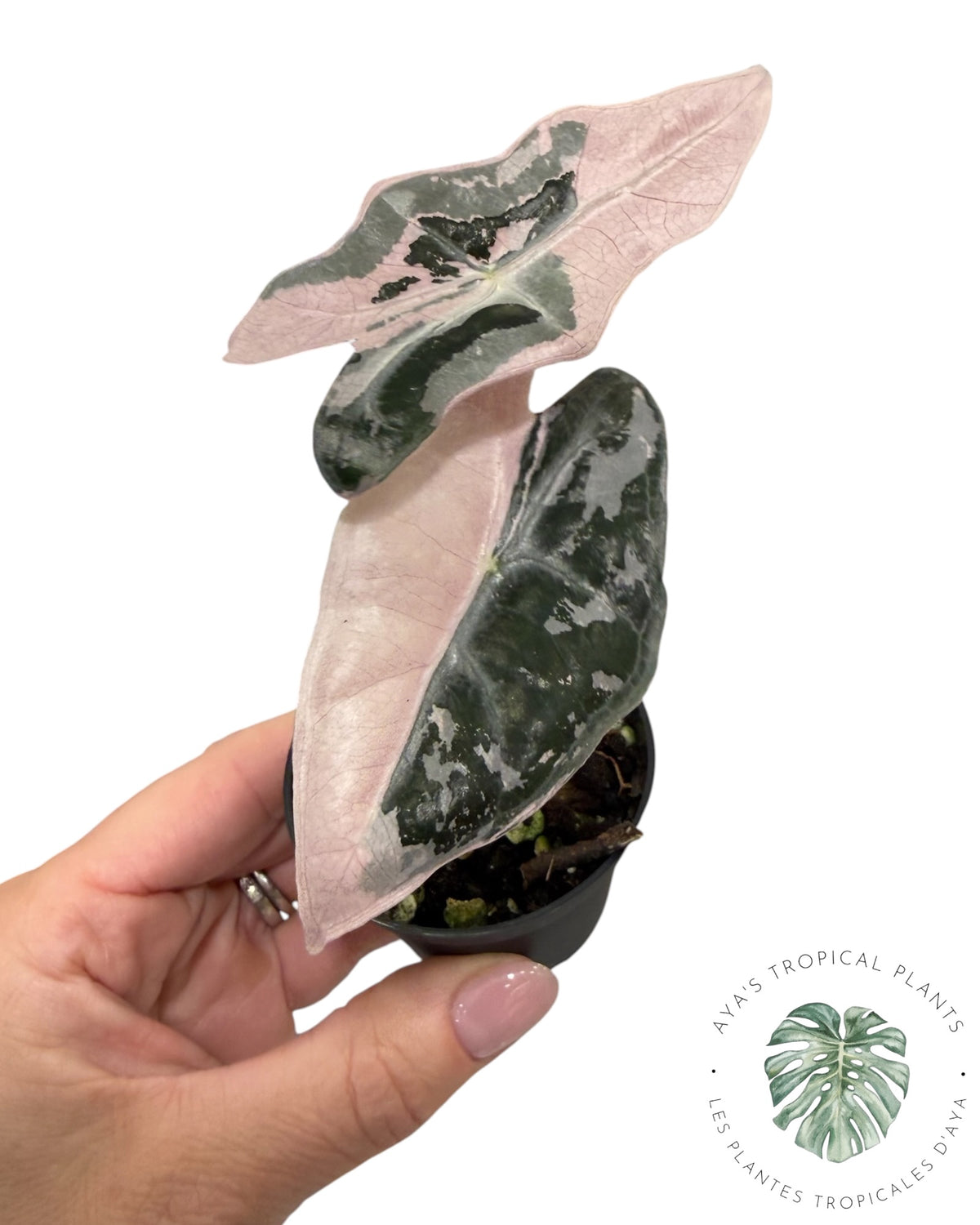Alocasia Nobilis Pink Variegated