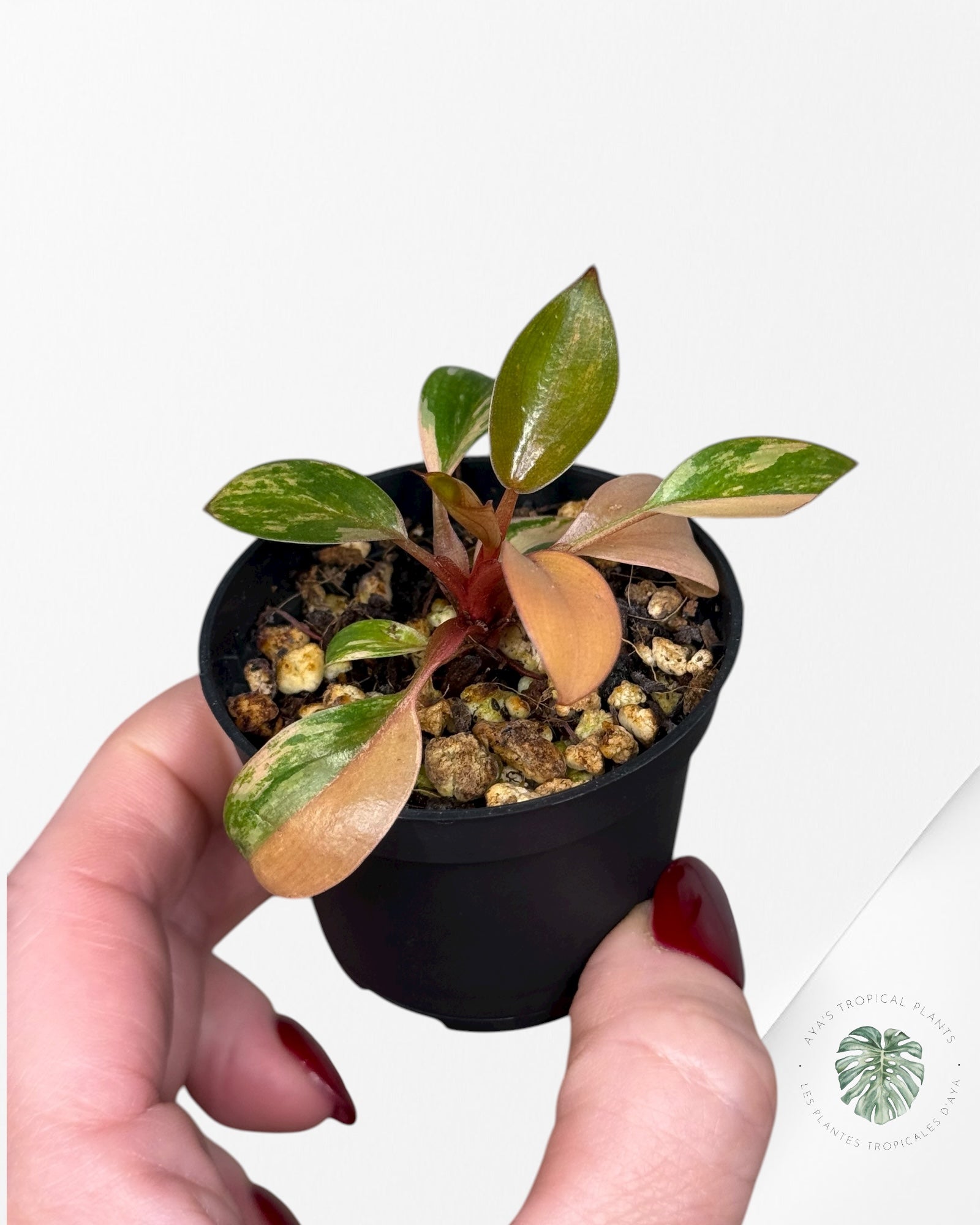 Philodendron Red Congo Variegated |Rare TC Plant| Aya's Tropical Plants