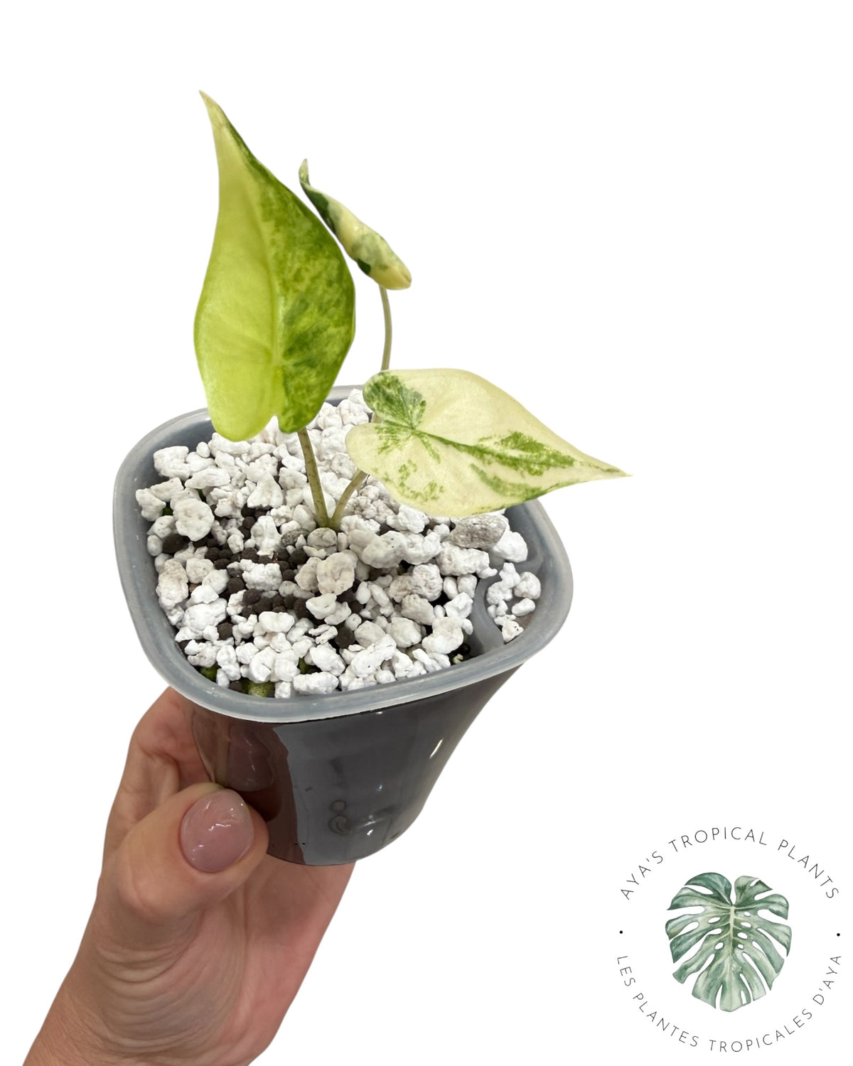 Alocasia Shock Treatment panaché