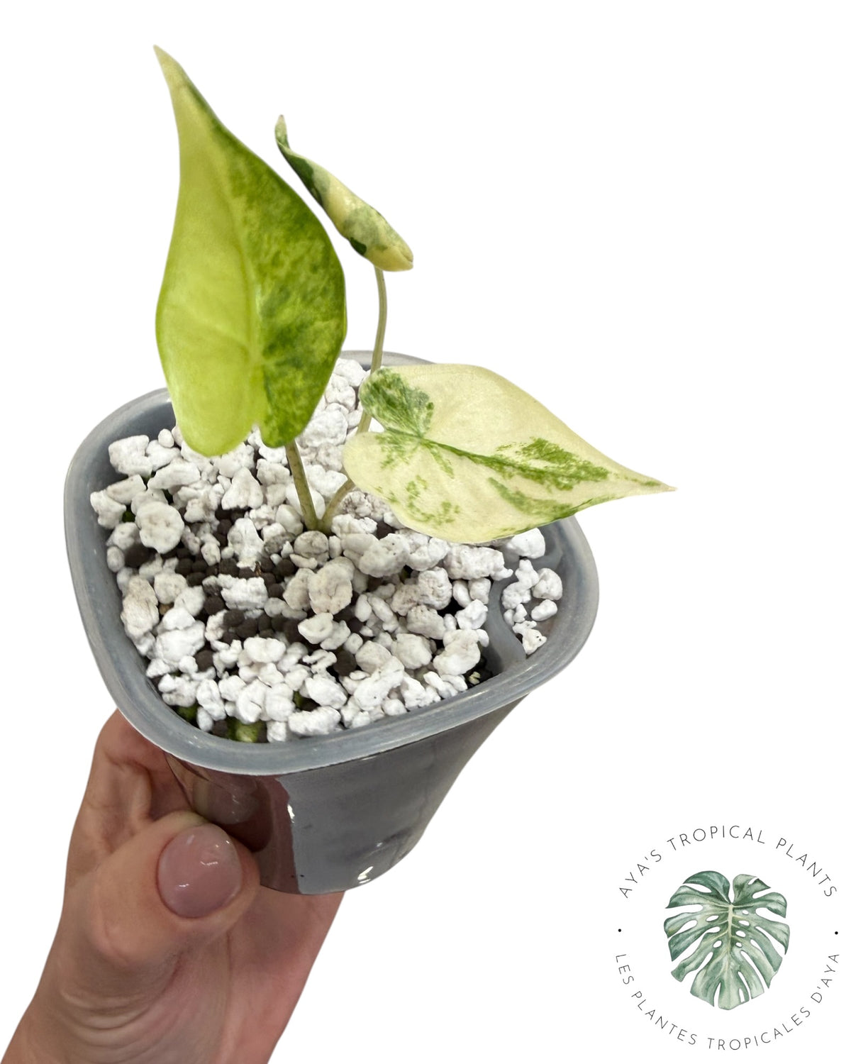 Alocasia Shock Treatment panaché