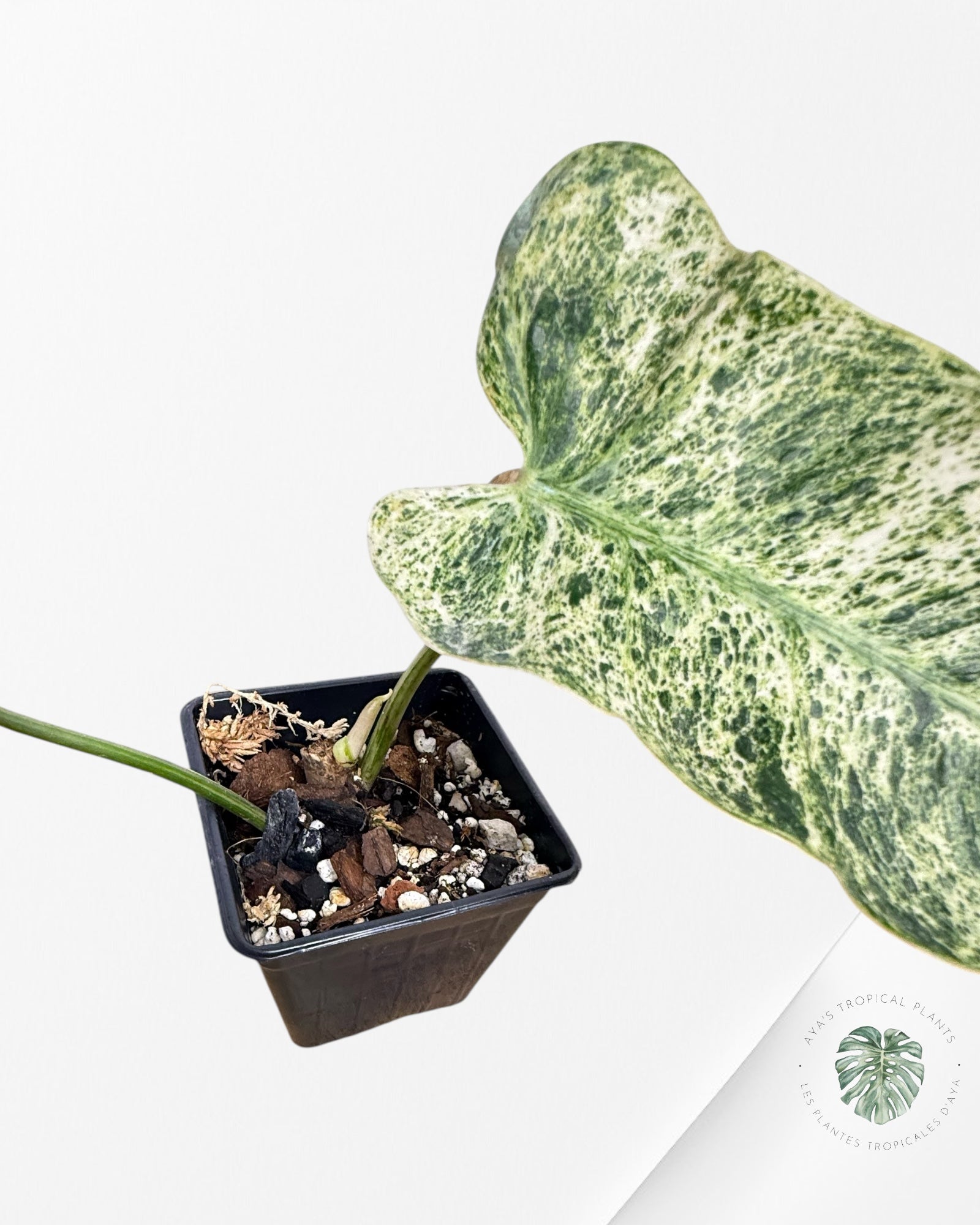 Philodendron Emerald Ice - 1