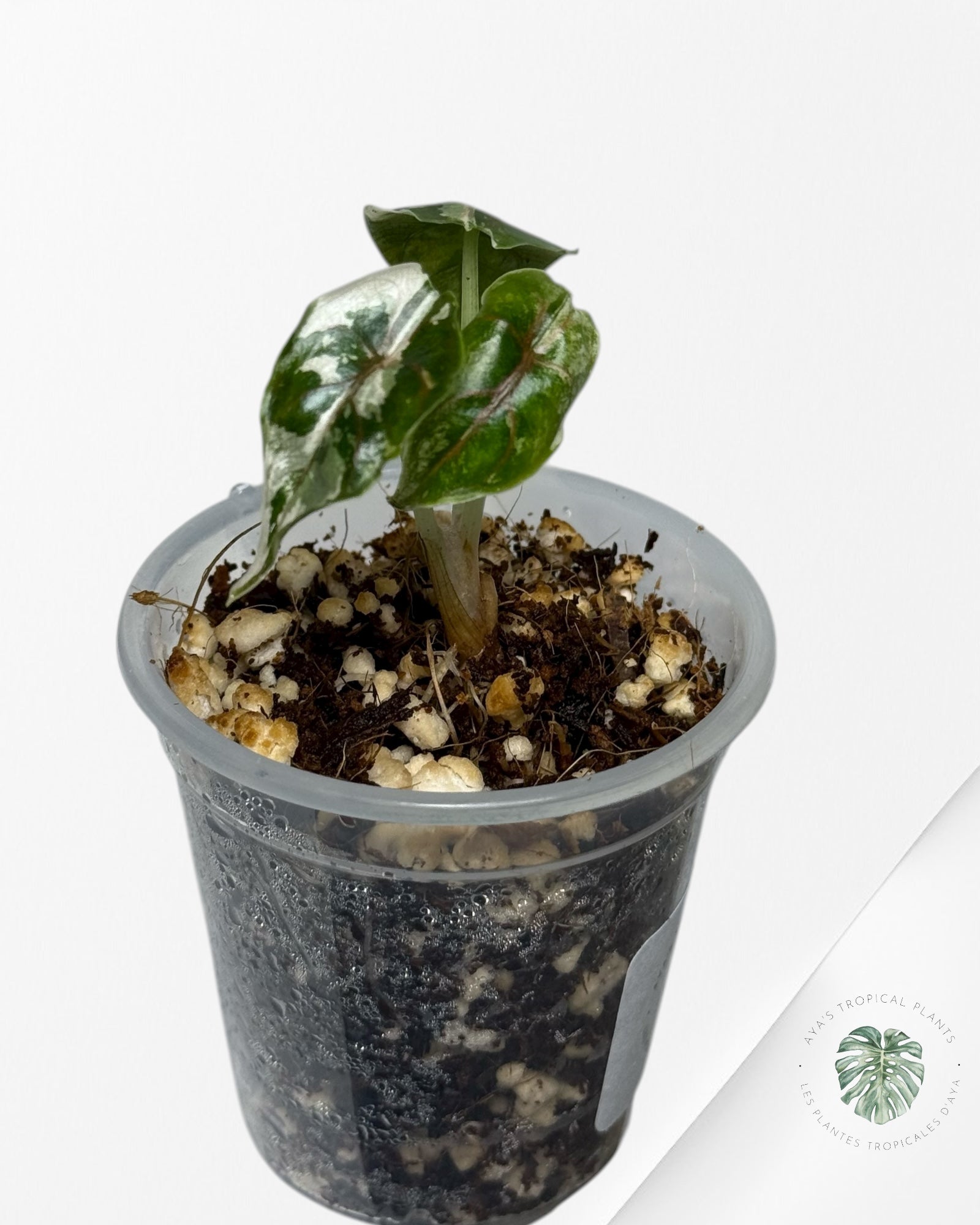 Azlanii Variegated Pink| Rare TC Plant| Aya's Tropical Plants