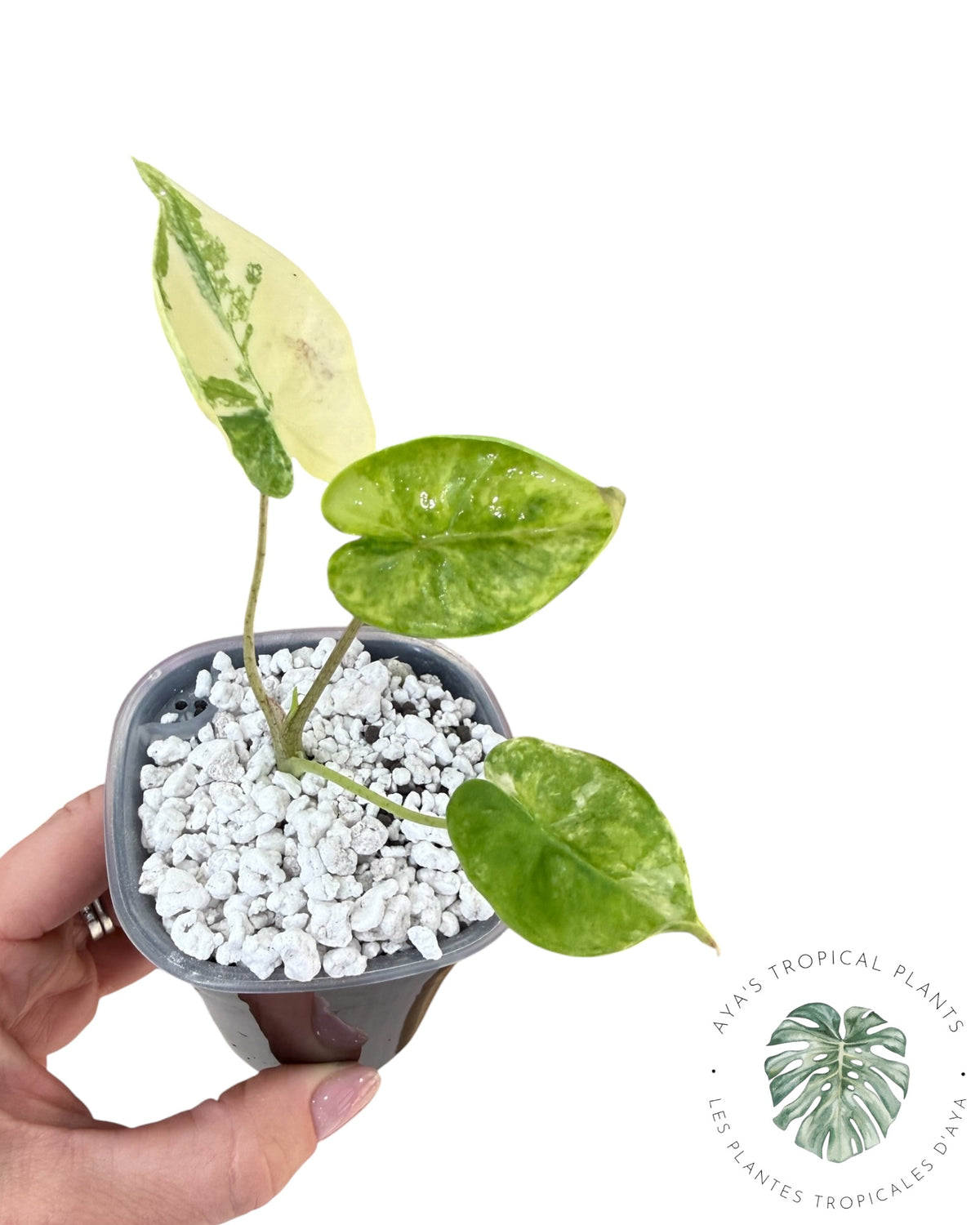 Alocasia Macrorrhizos ‘Shock Treatment’ Aurea Variegated
