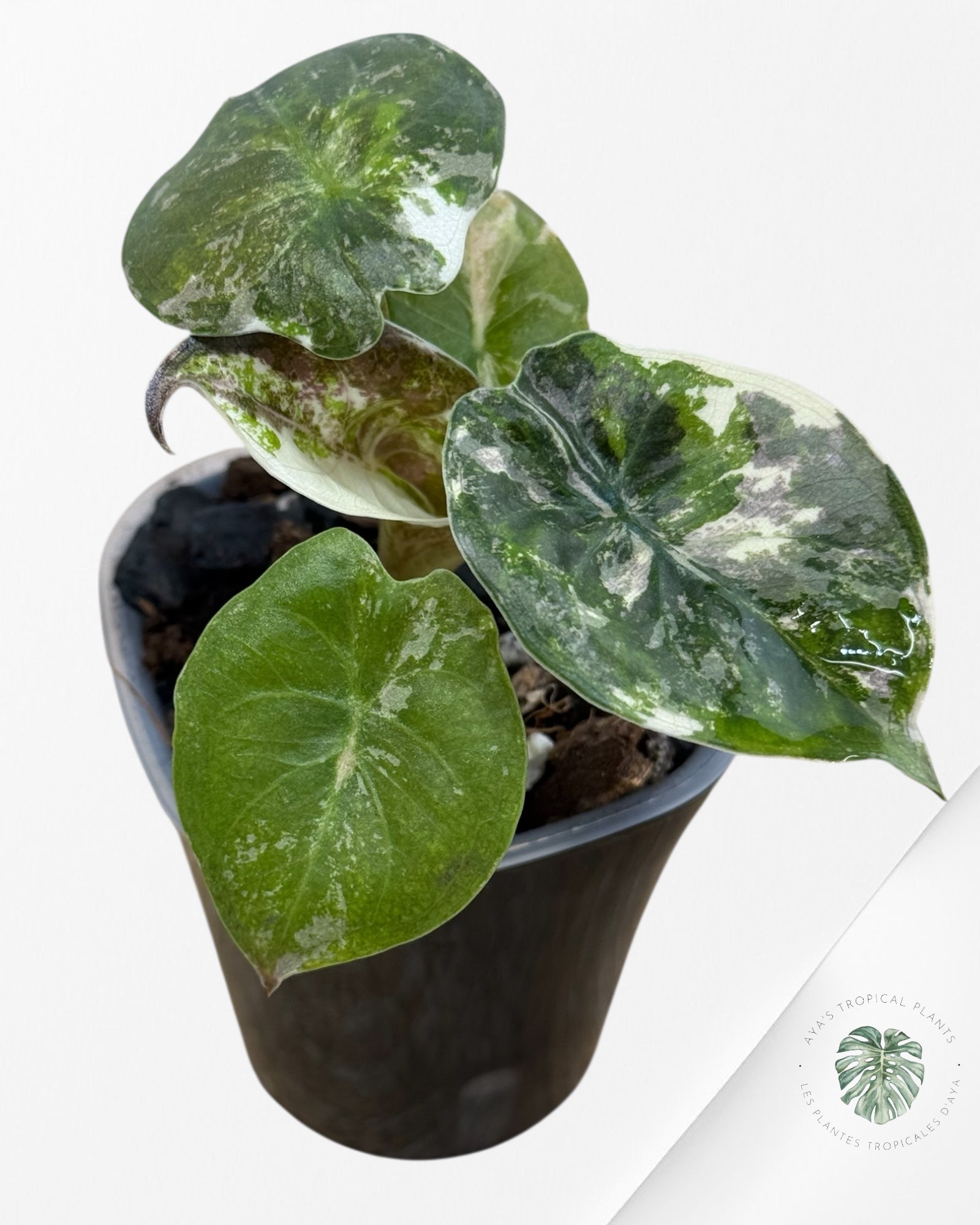 Alocasia Wentii Albo Pink Variegated