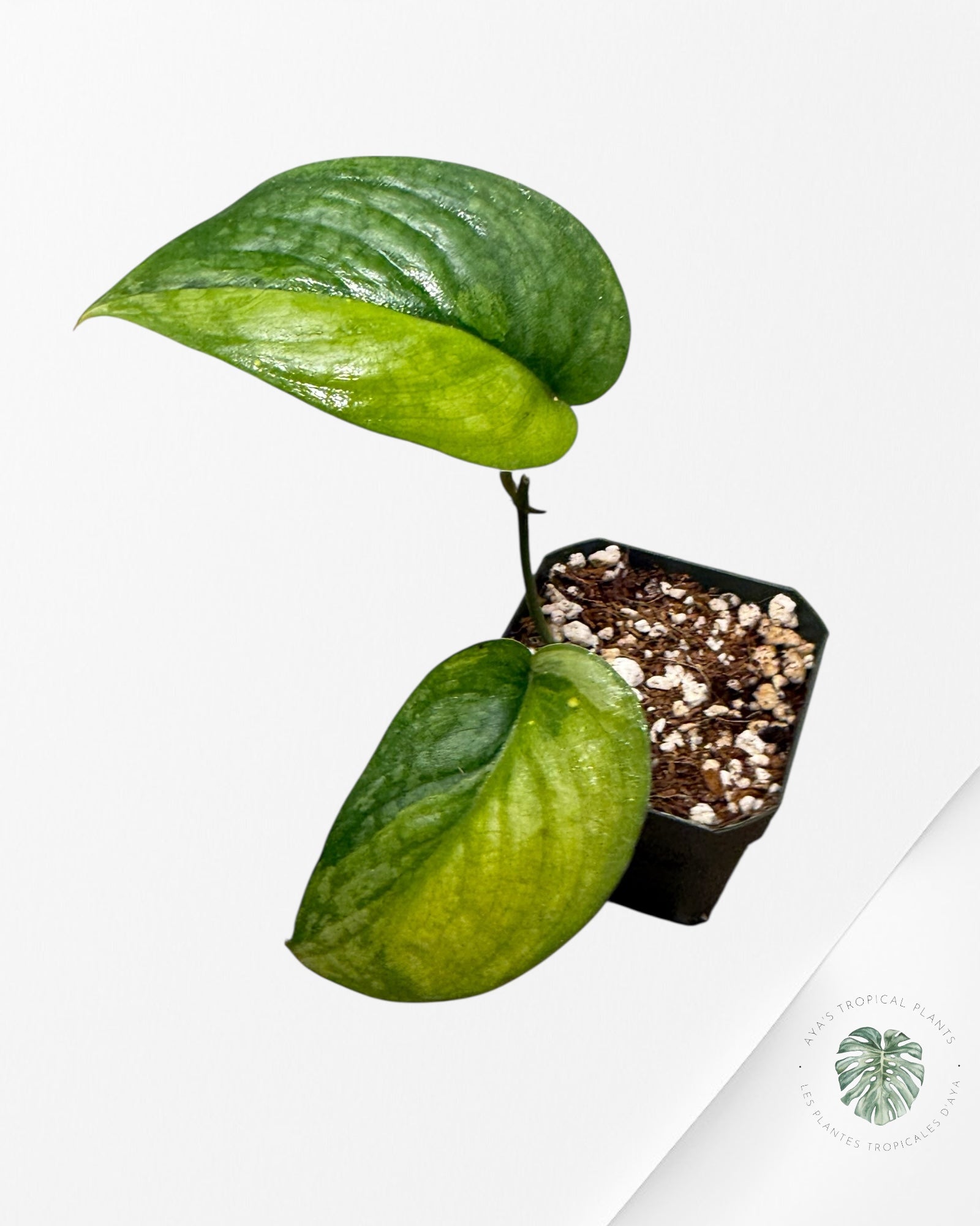 Scindapsus Kusuma - 1