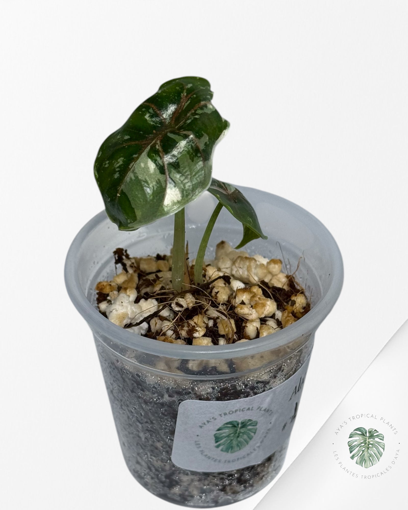 Alocasia Azlanii Variegated Pink| Rare TC Plant| Aya's Tropical Plants