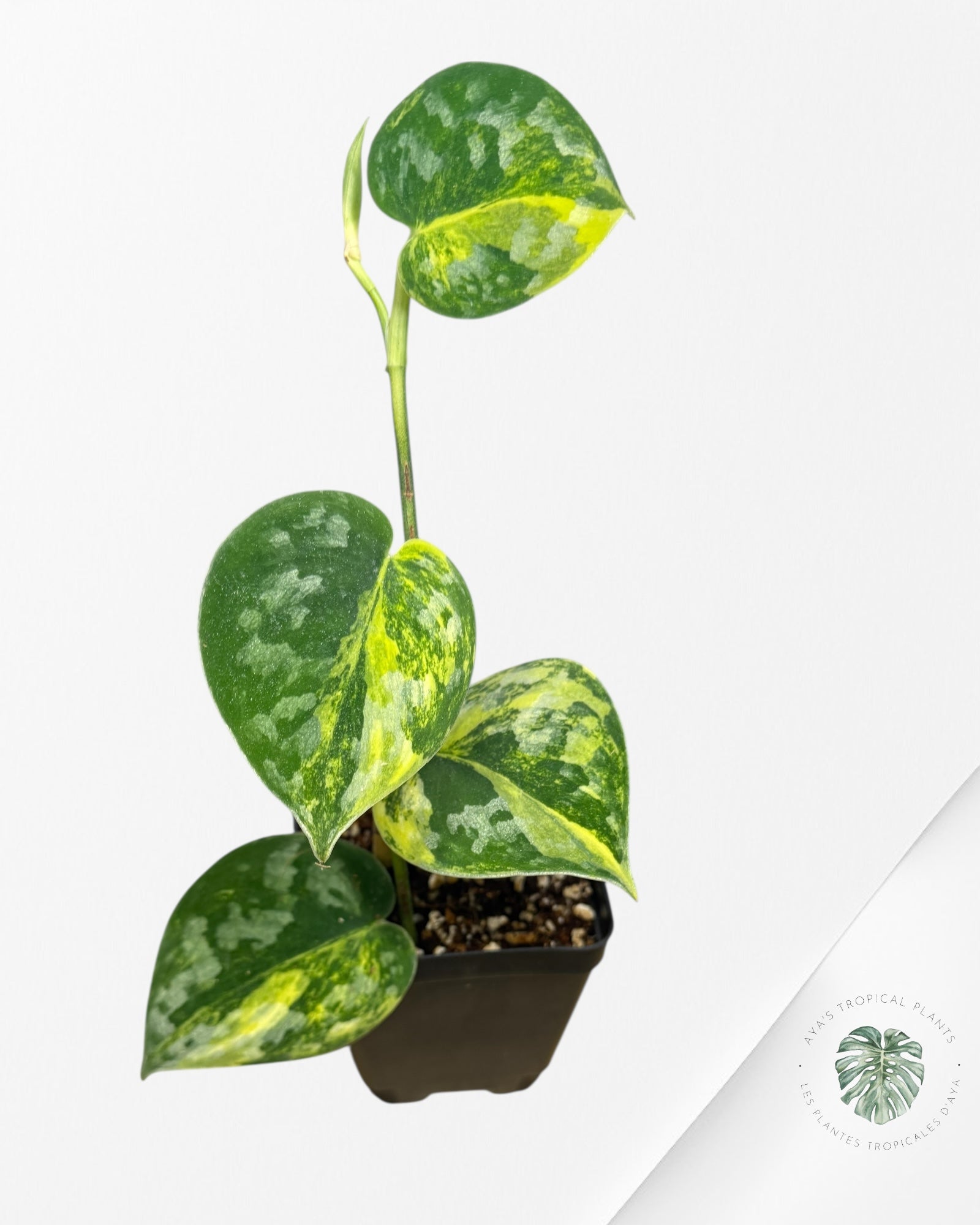 Scindapsus Bakudapati Variegated - 0