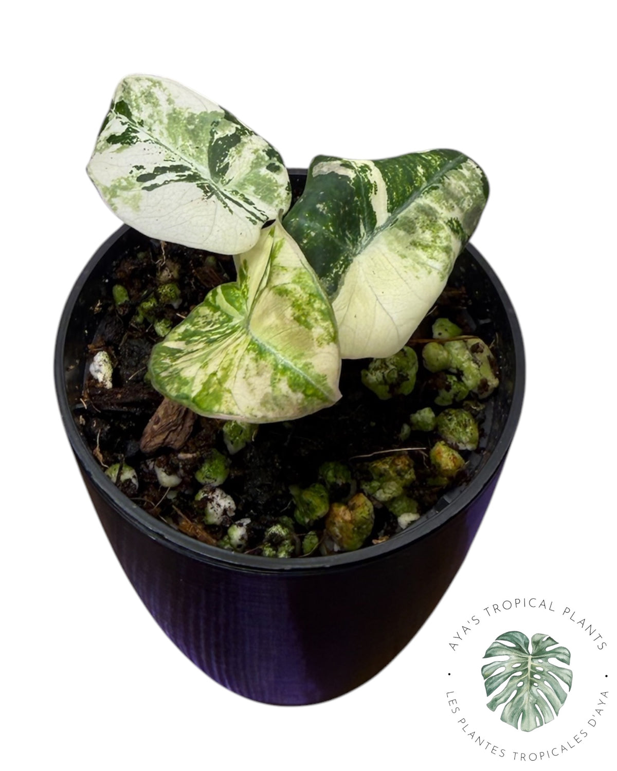 Alocasia Black Velvet Pink