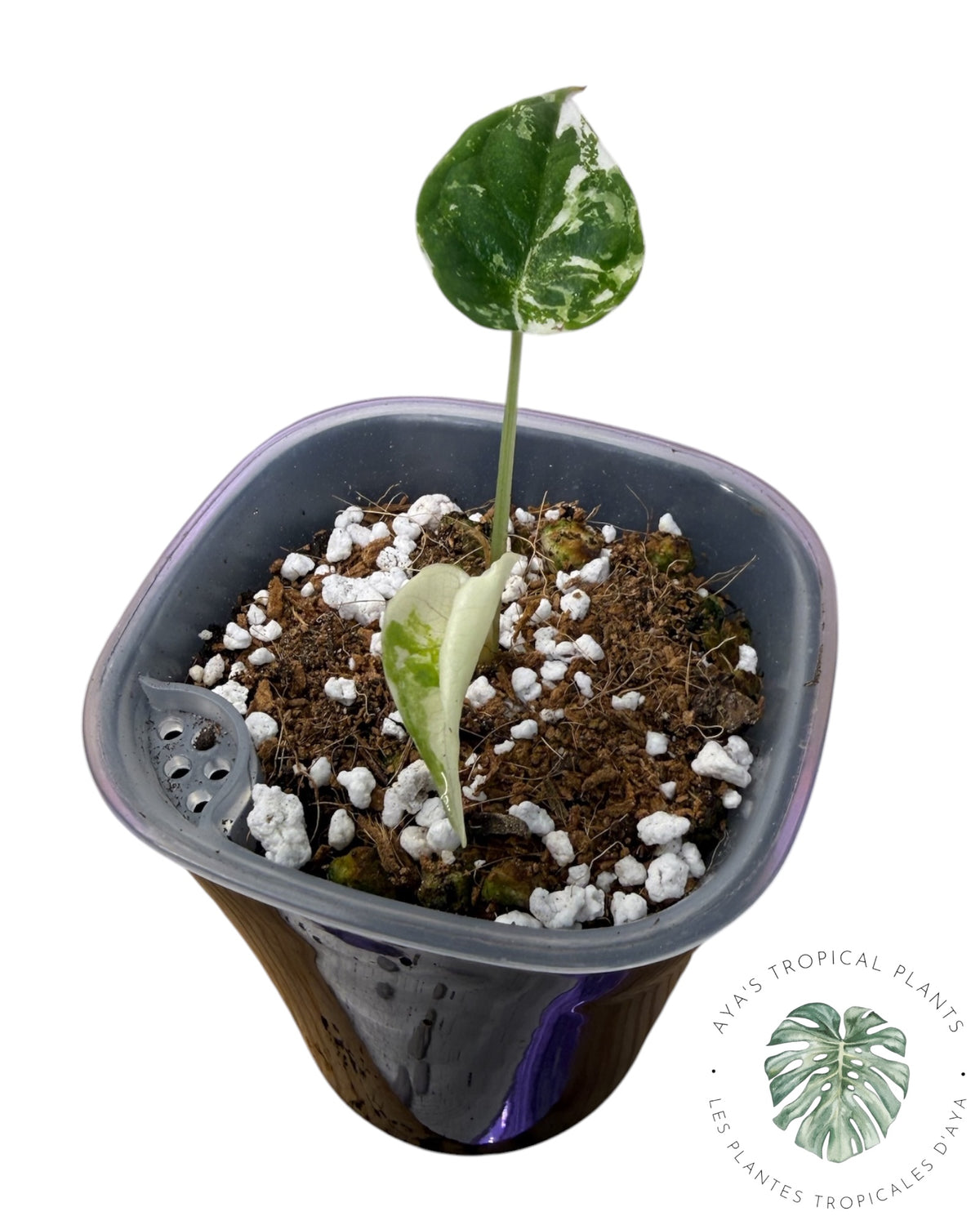 Alocasia Dragon Scale Albo