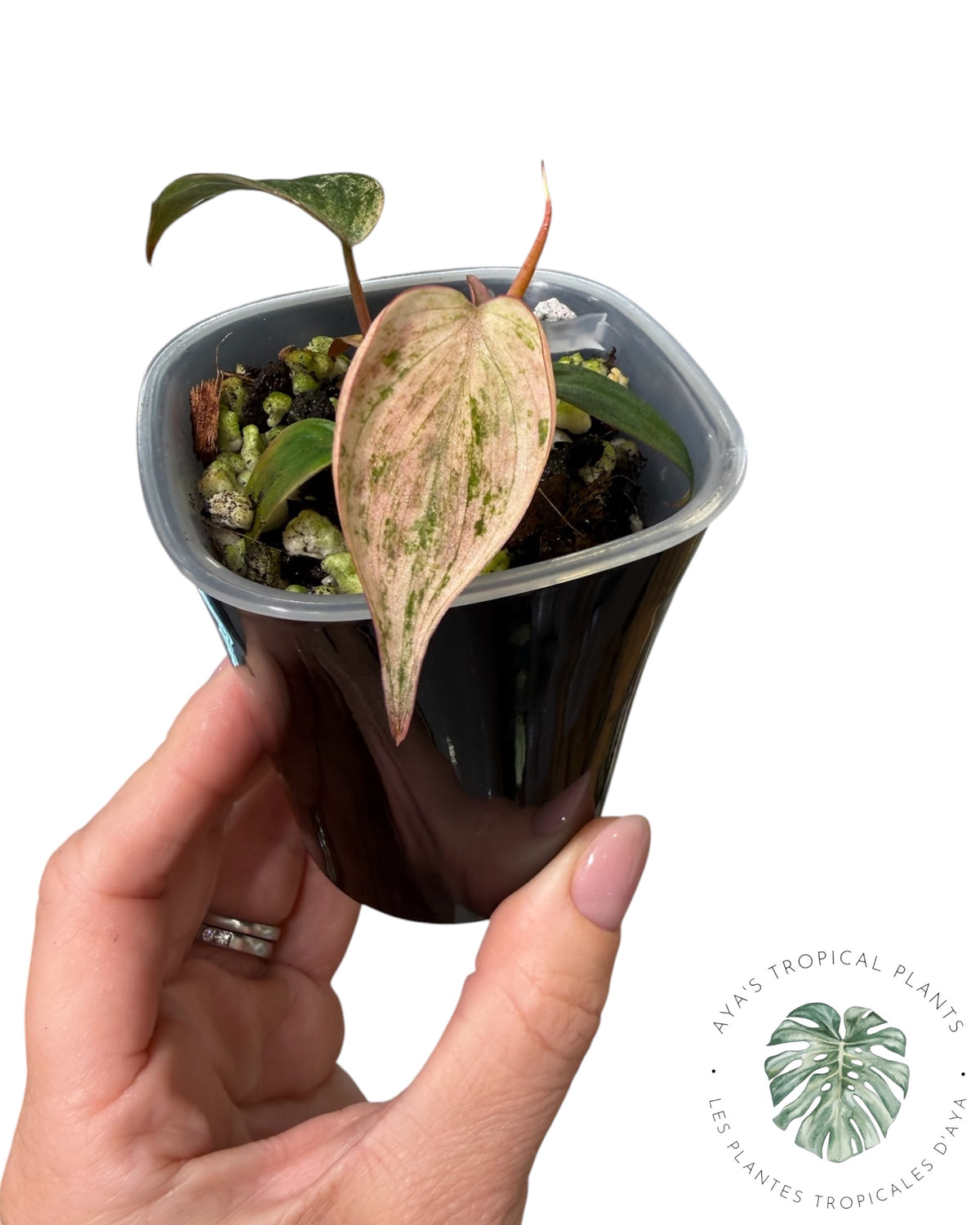 Philodendron Pink Micans Mint m