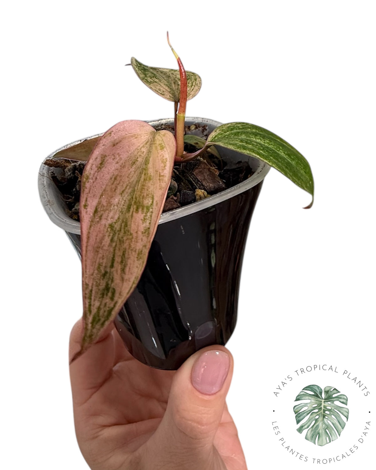 Philodendron Pink Micans Menthe