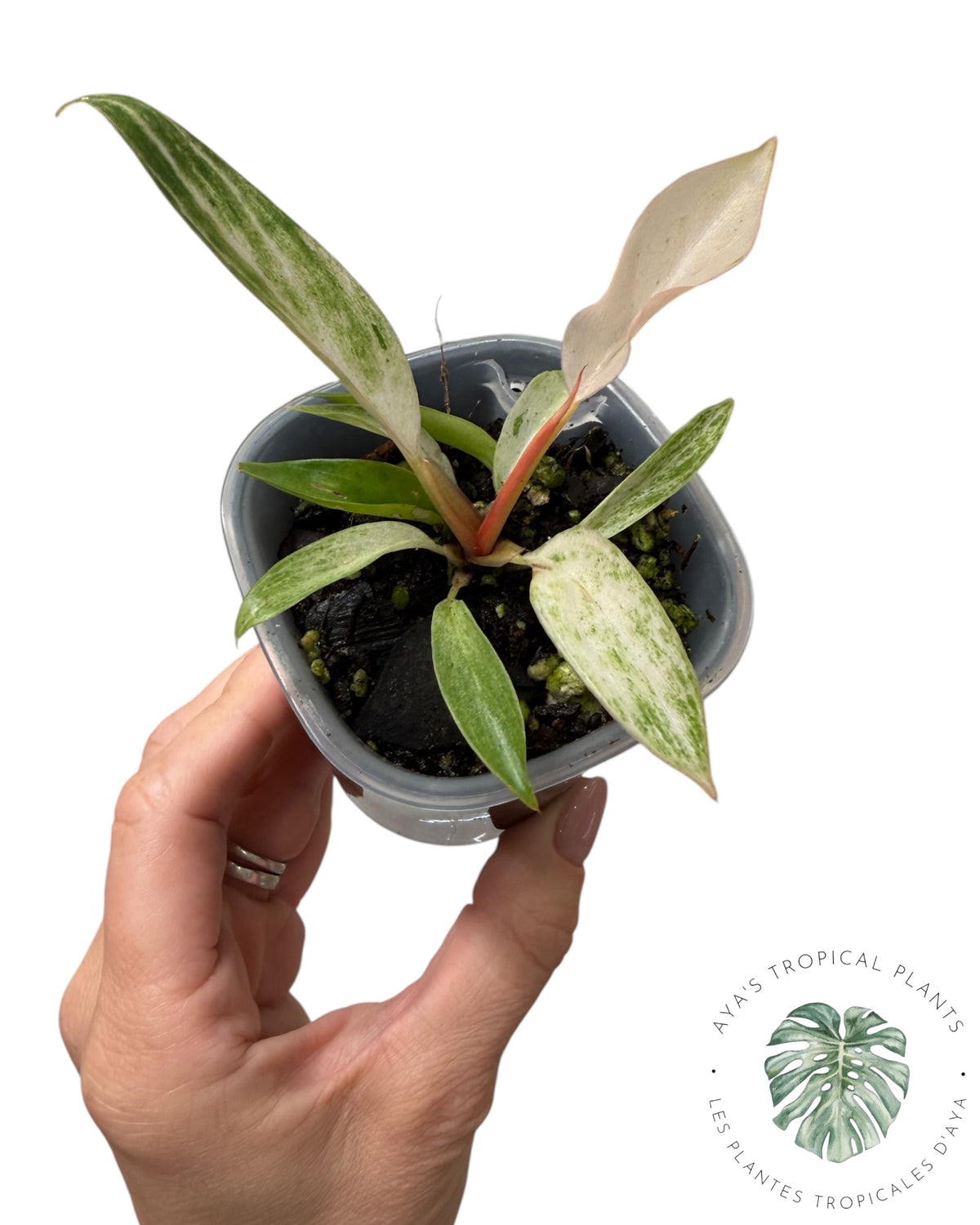 Philodendron 'Strawberry Caramel' panaché