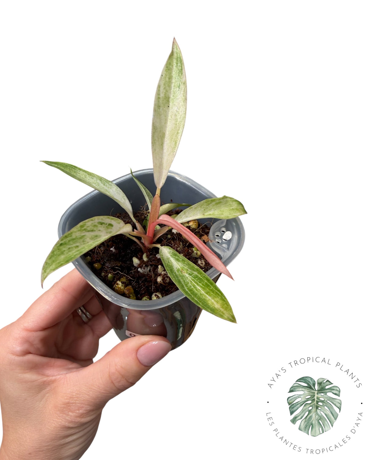 Philodendron 'Strawberry Caramel' panaché