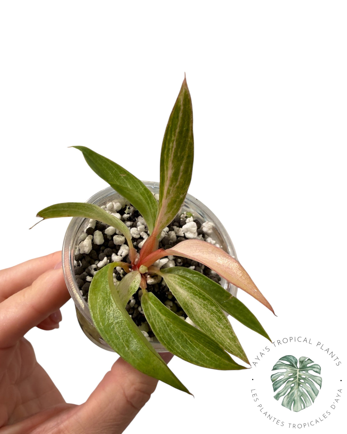 Philodendron 'Strawberry Caramel' panaché
