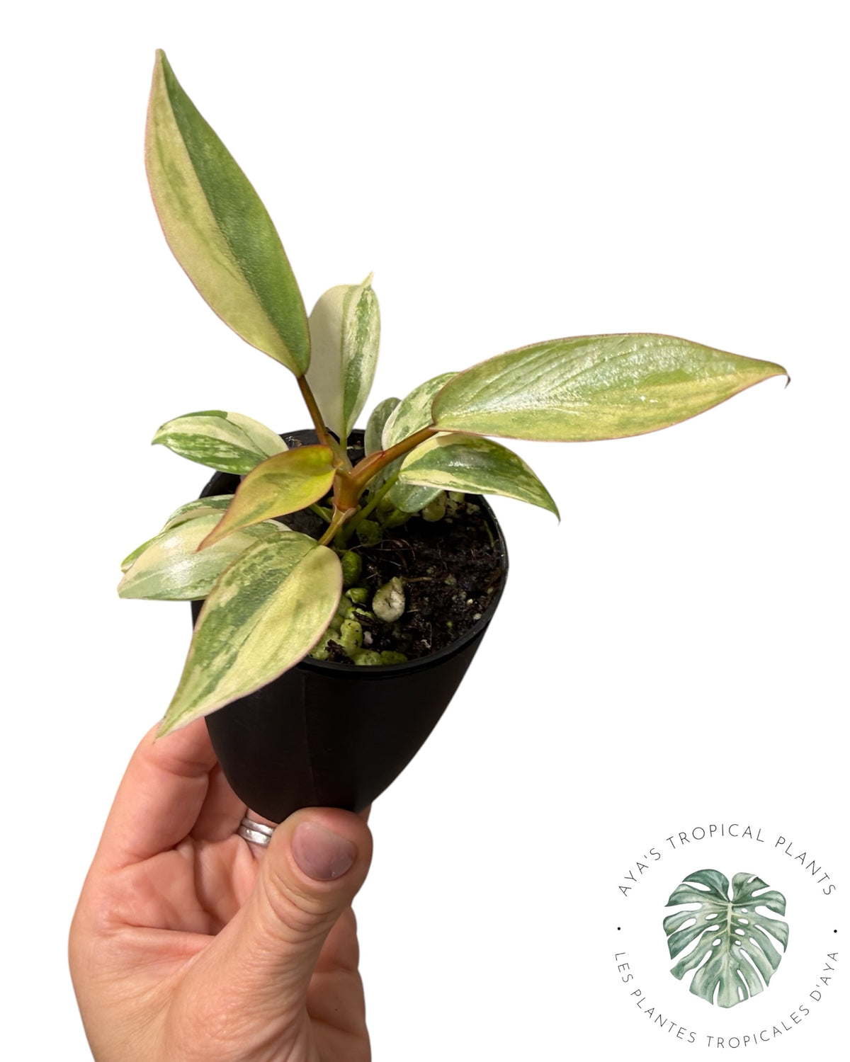 Philodendron Atabapoense Pink