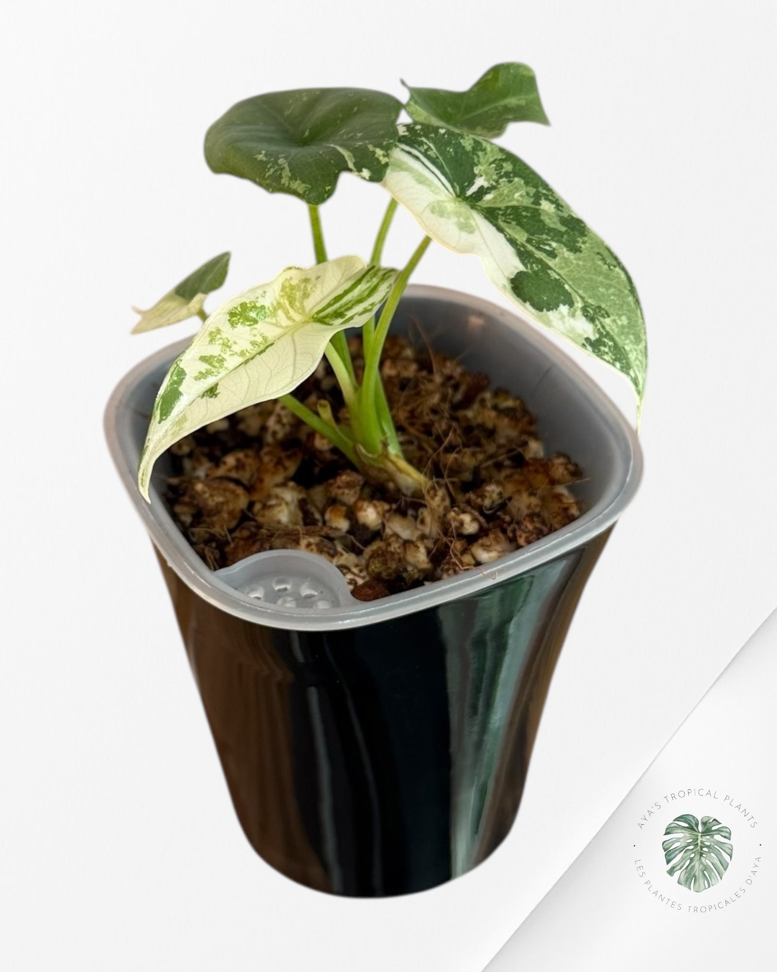 Alocasia Simpo Albo Variegated