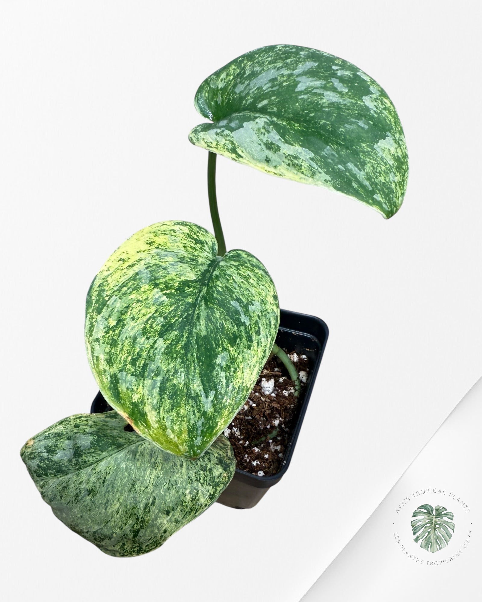 Scindapsus Tembaga-FF