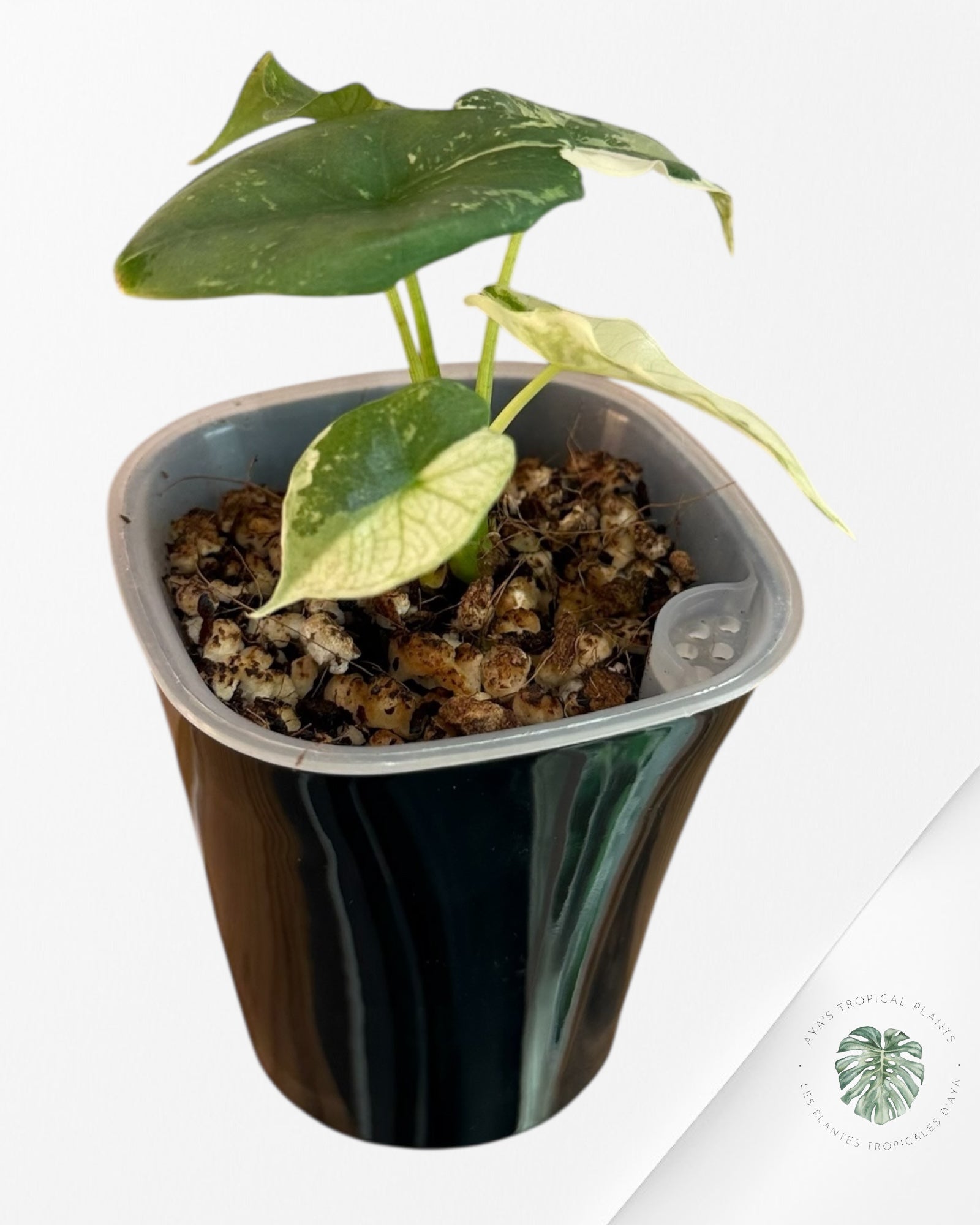 Alocasia Simpo Albo Variegated