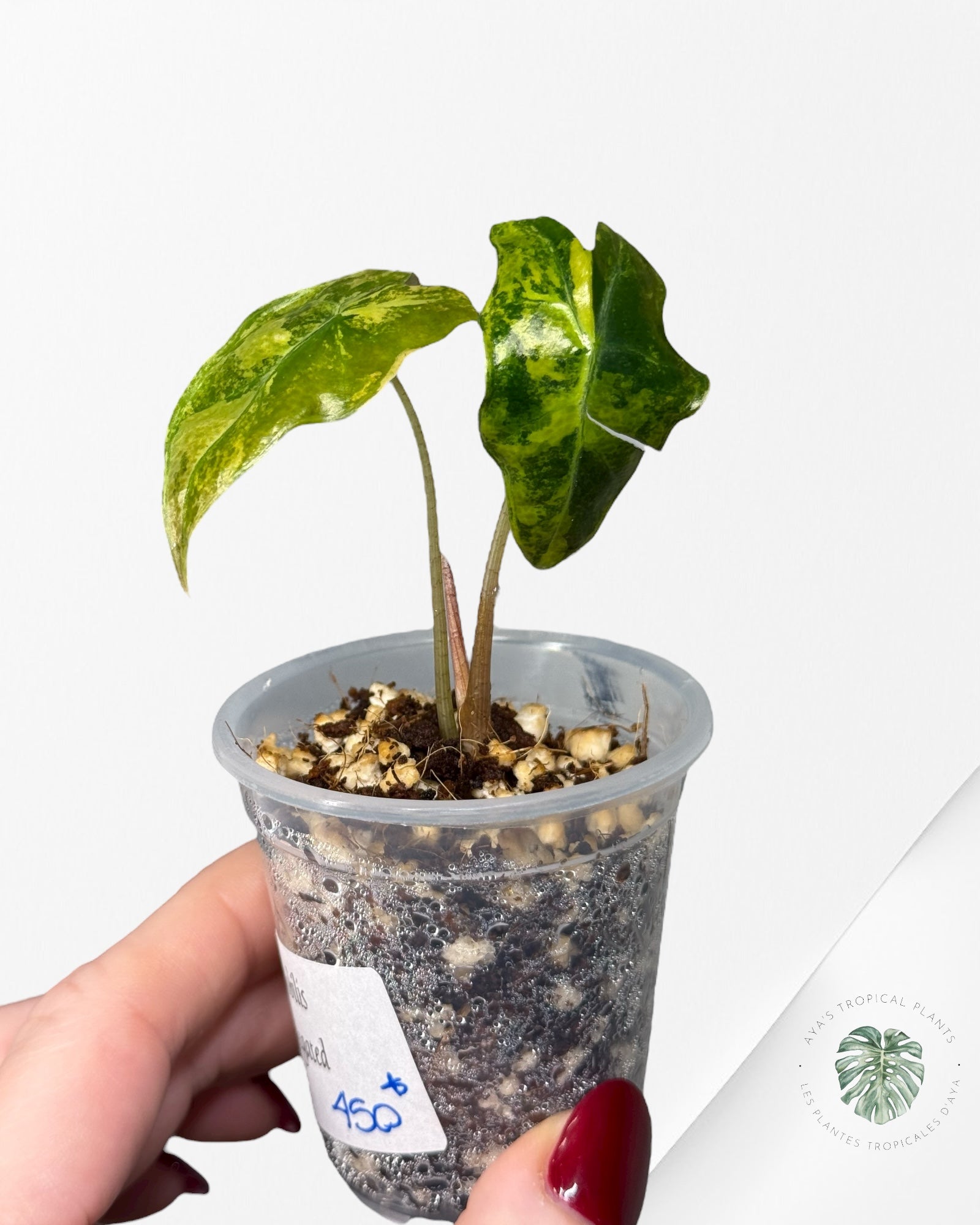 Alocasia Nobilis Variegated Aurea| Rare TC Plant| Aya's Tropical Plants