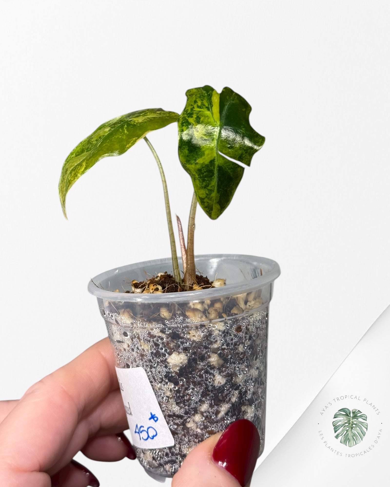 Alocasia Nobilis Variegated Aurea| Rare TC Plant| Aya's Tropical Plants