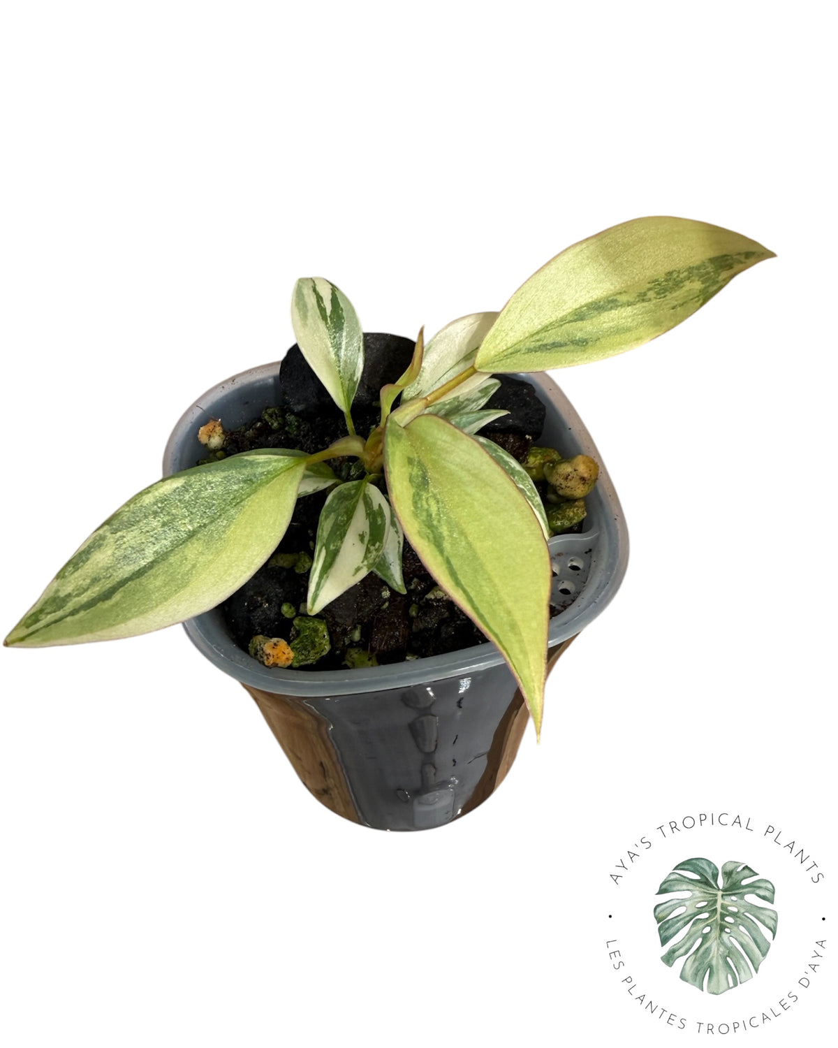 Philodendron Atabapoense rose