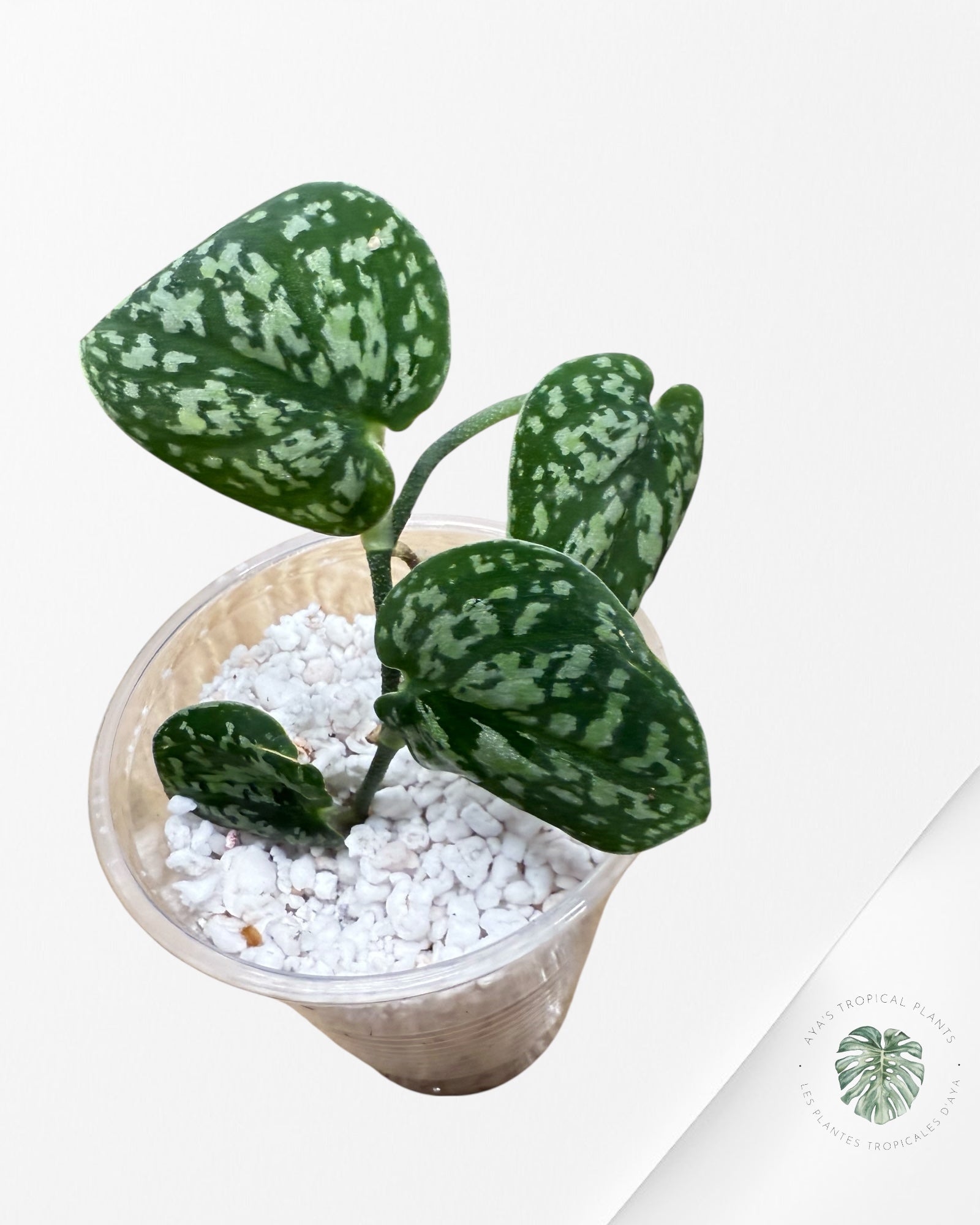 Scindapsus Dark Tricolor - DD