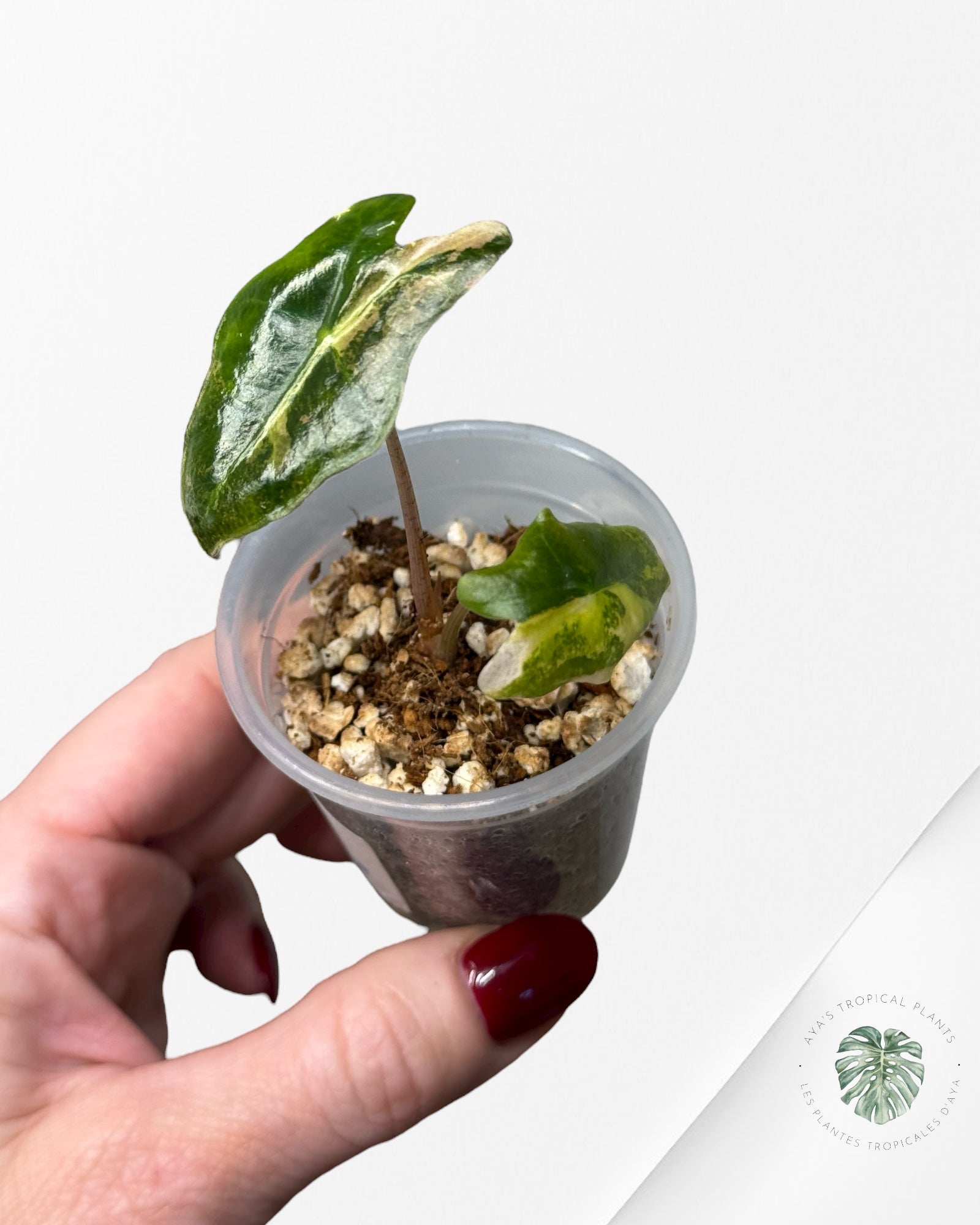 Alocasia Nobilis Variegated Aurea| Rare TC Plant| Aya's Tropical Plants