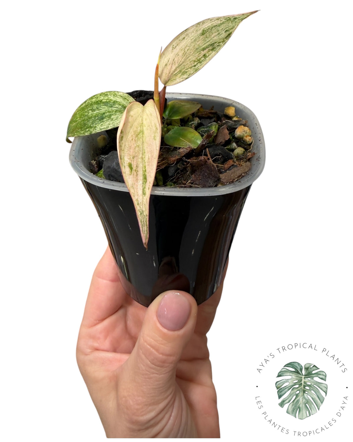 Philodendron Pink Micans Menthe