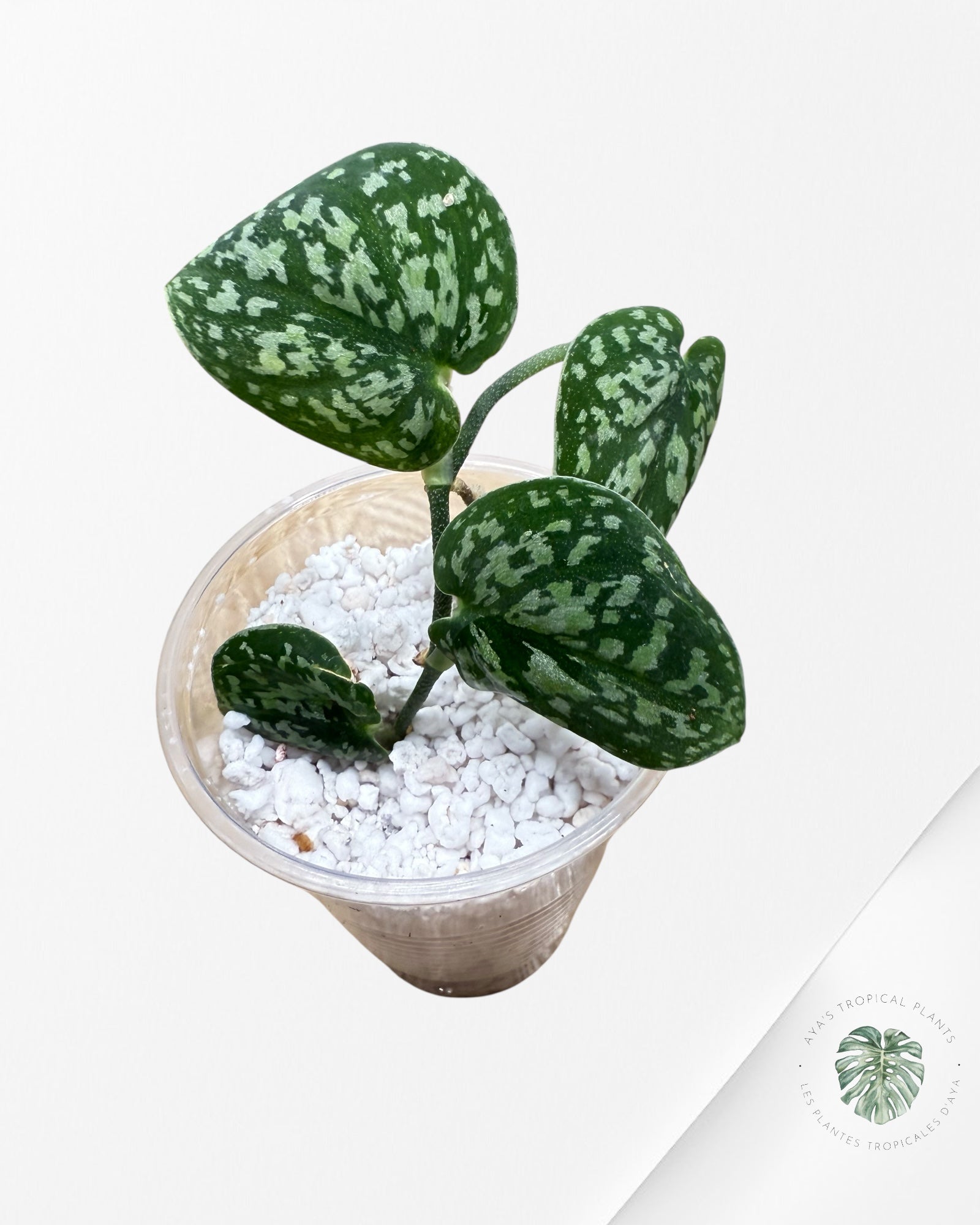 Scindapsus Dark Tricolor - DD