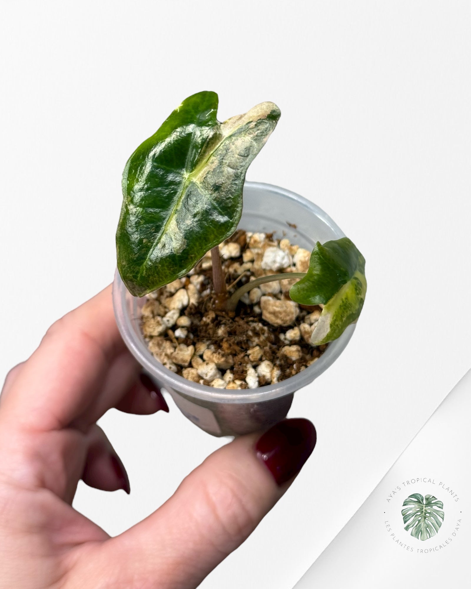 Alocasia Nobilis Variegated Aurea| Rare TC Plant| Aya's Tropical Plants