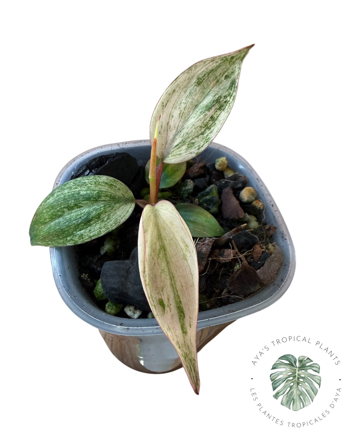 Philodendron Pink Micans Menthe