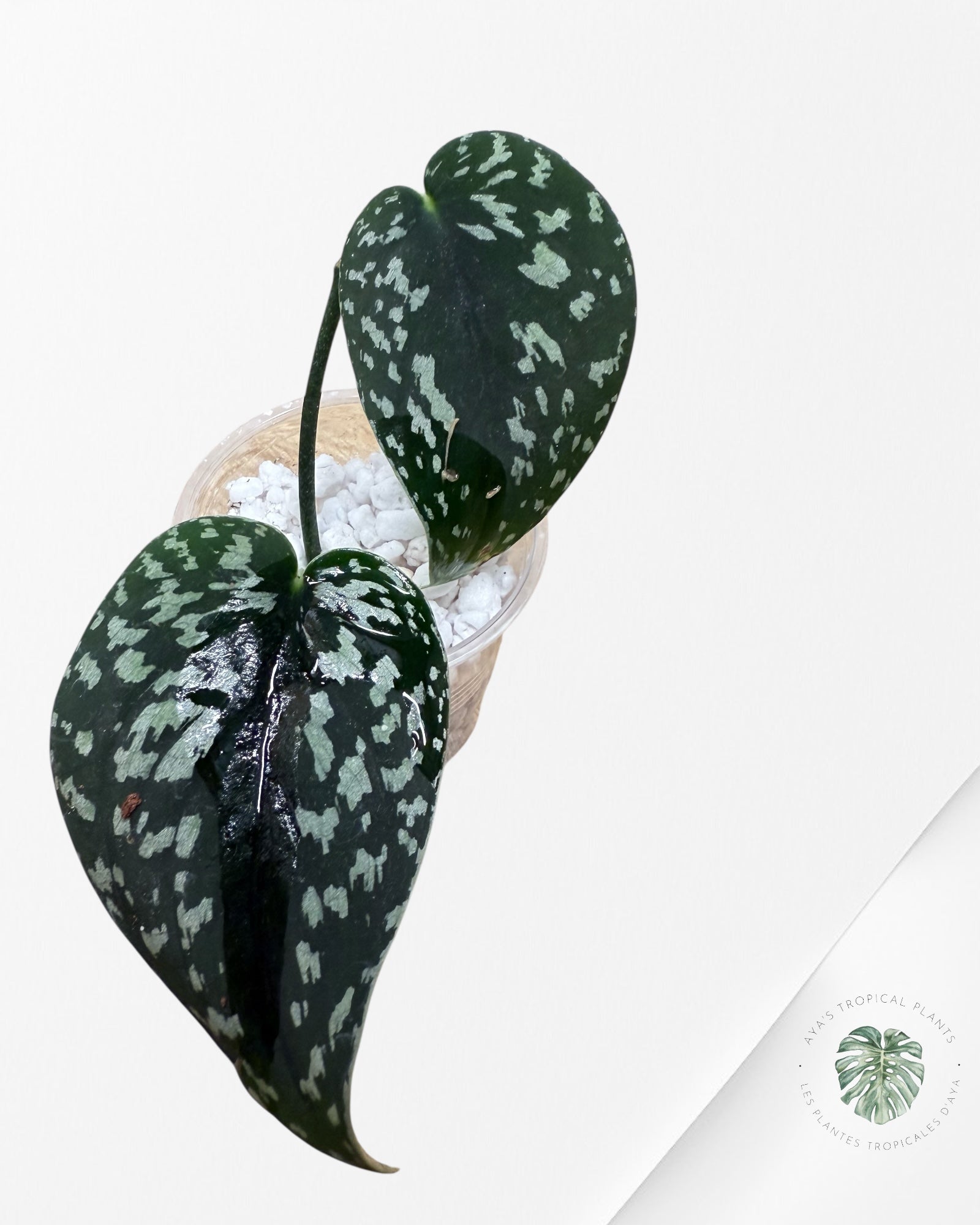 Scindapsus Dark Tricolor - DD