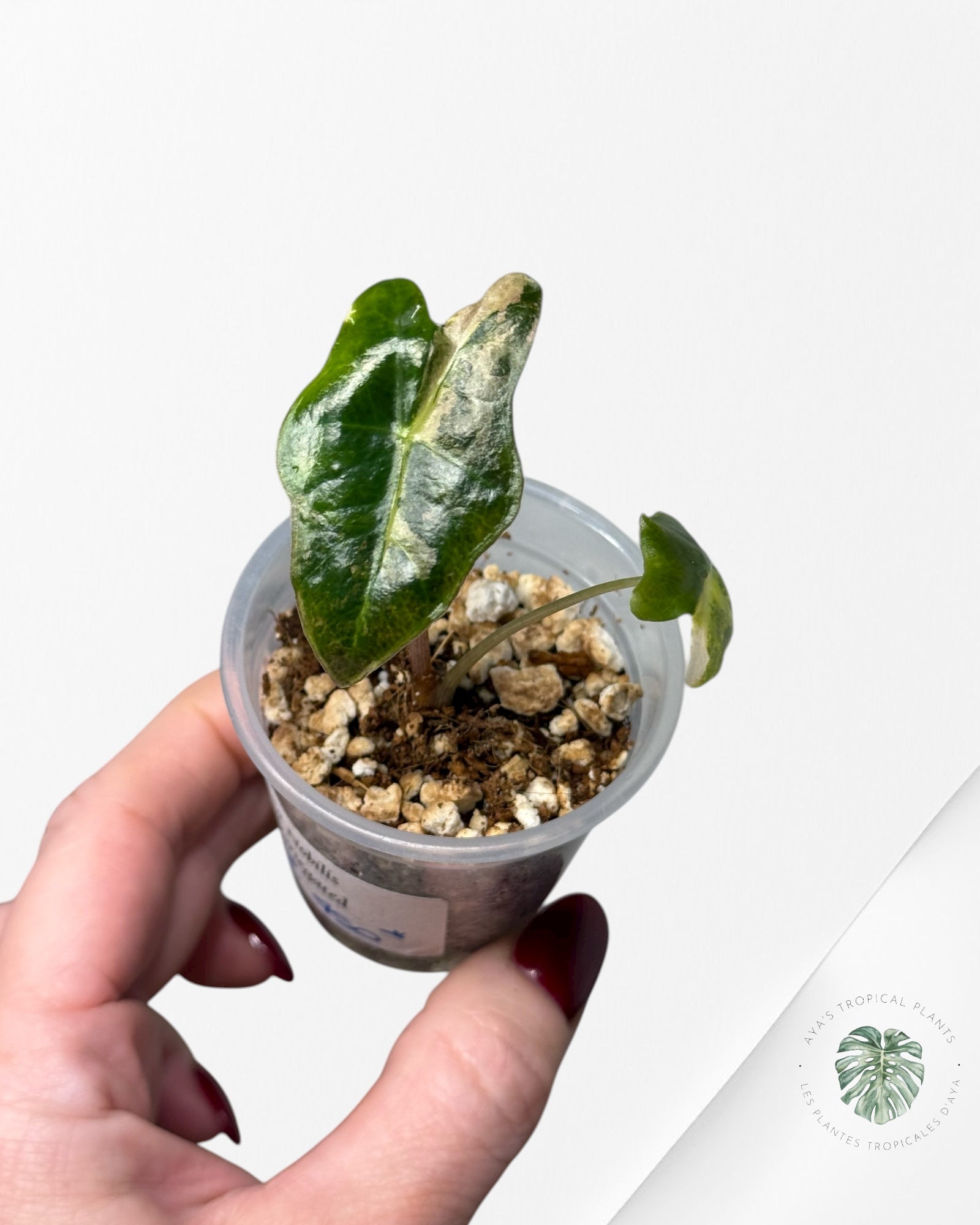 Alocasia Nobilis Variegated Aurea| Rare TC Plant| Aya's Tropical Plants