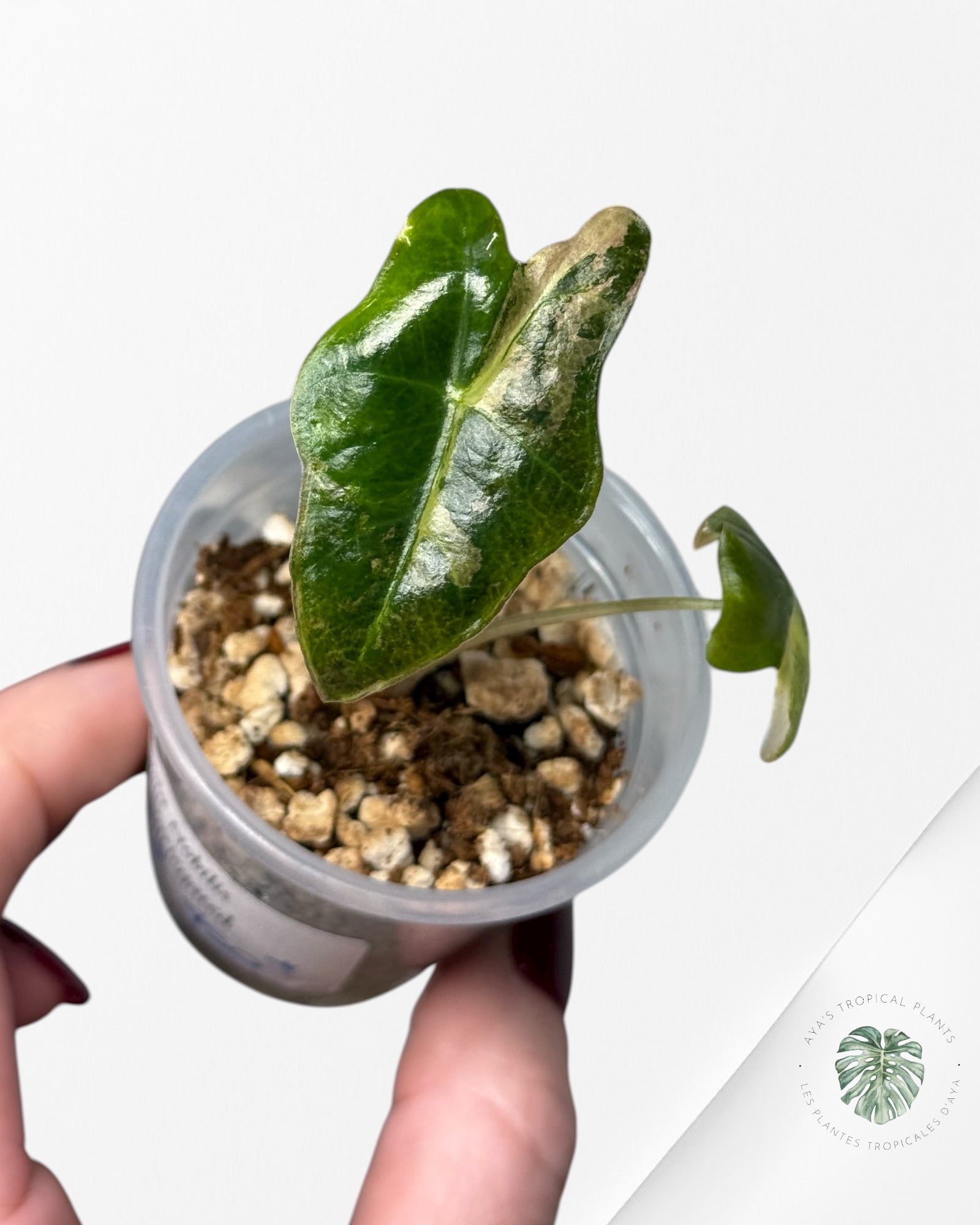 Alocasia Nobilis Variegated Aurea| Rare TC Plant| Aya's Tropical Plants