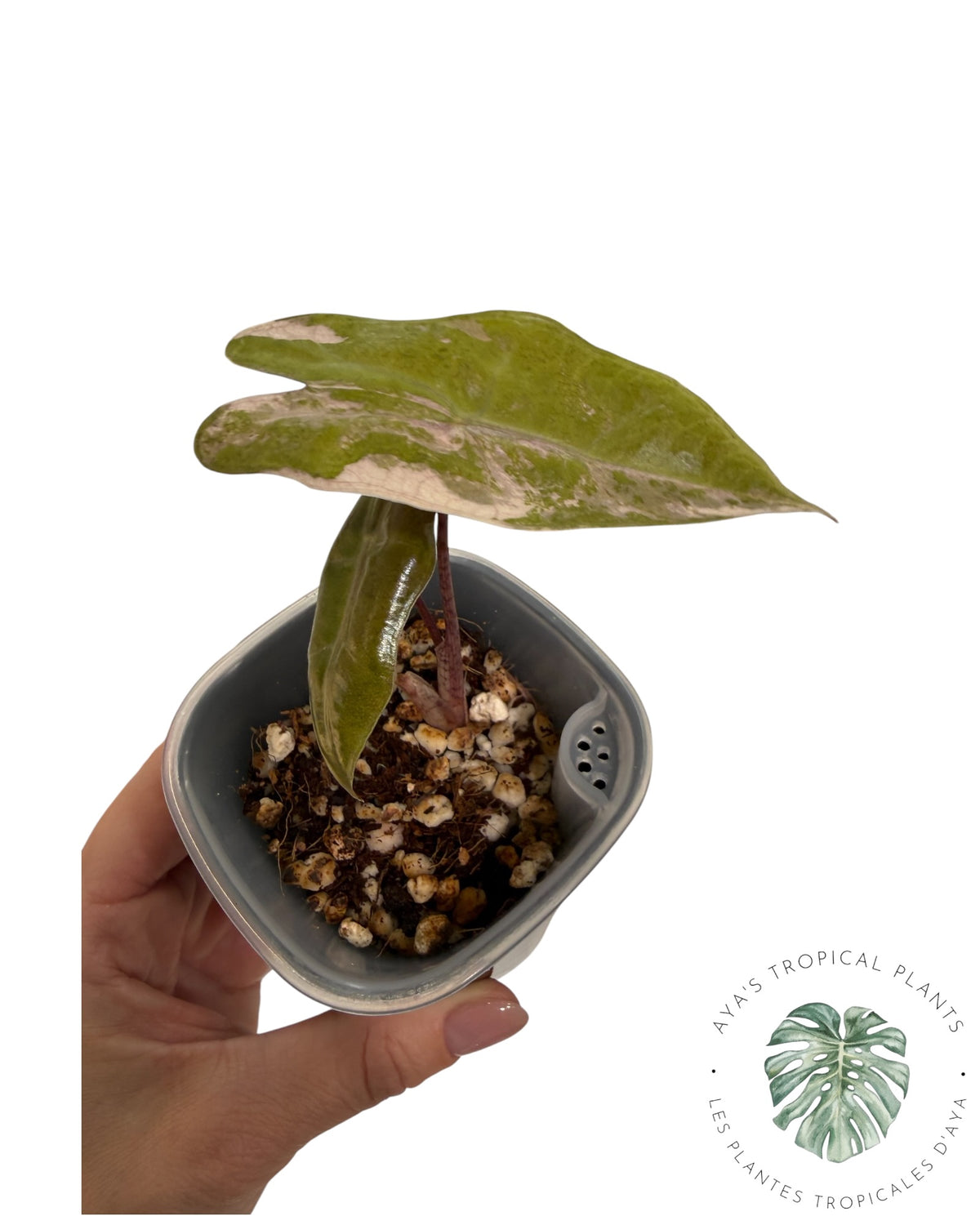 Alocasia Pseudo Sanderiana Rose