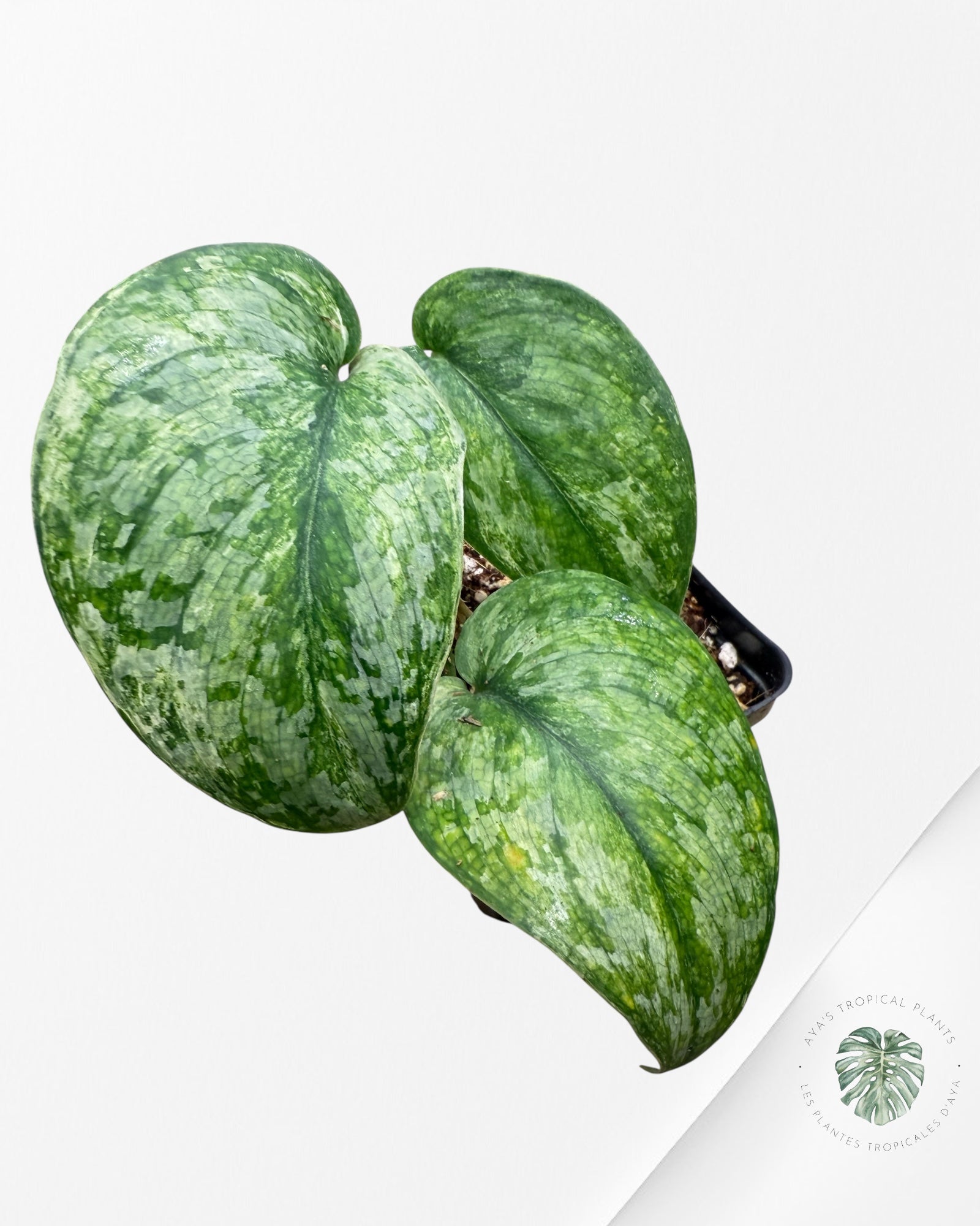 Scindapsus Exotica Tricolor - SET