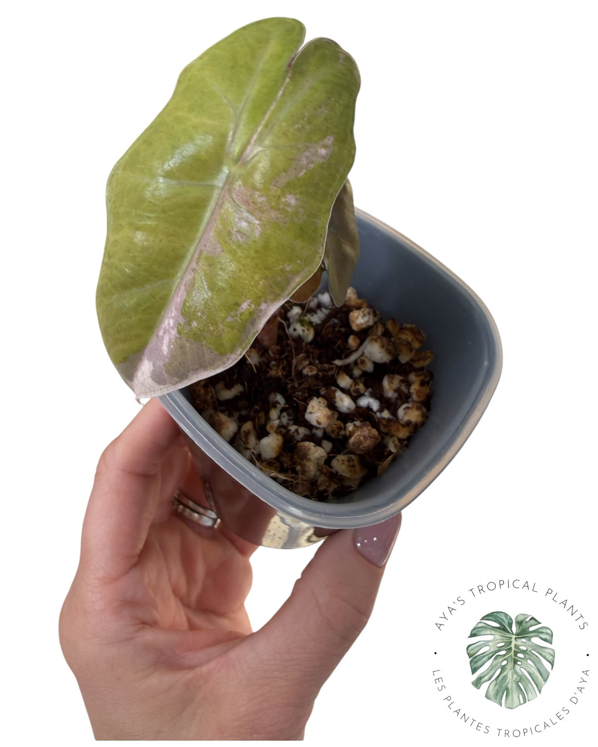 Alocasia Pseudo Sanderiana Rose