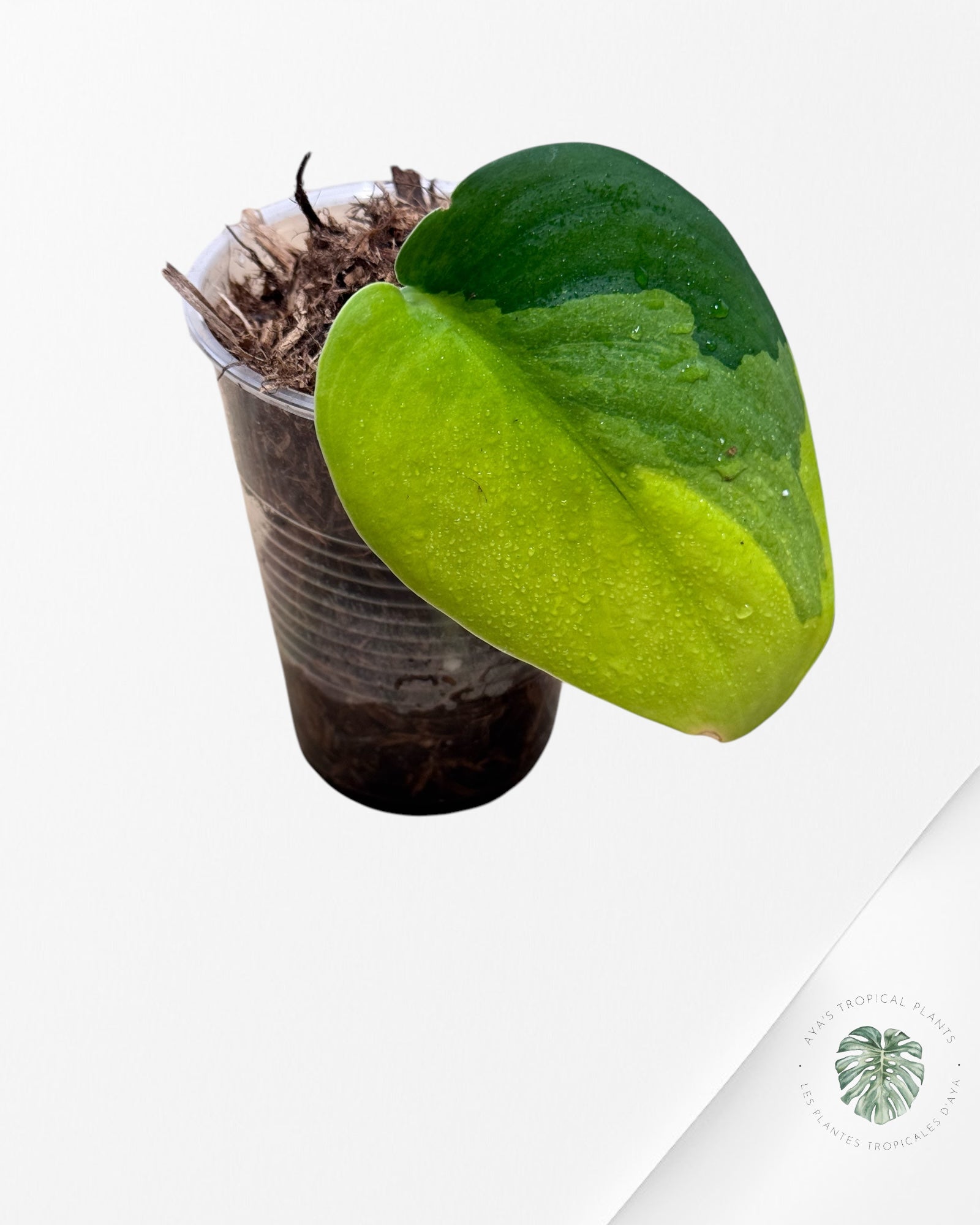 Scindapsus jade Satin Variagated-E