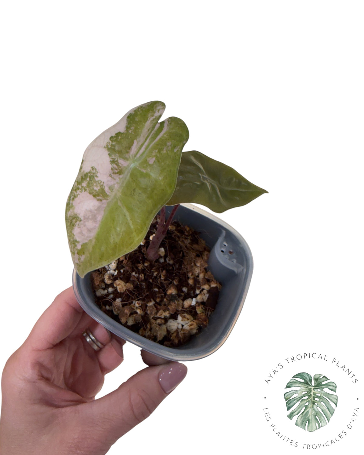 Alocasia Pseudo Sanderiana Rose