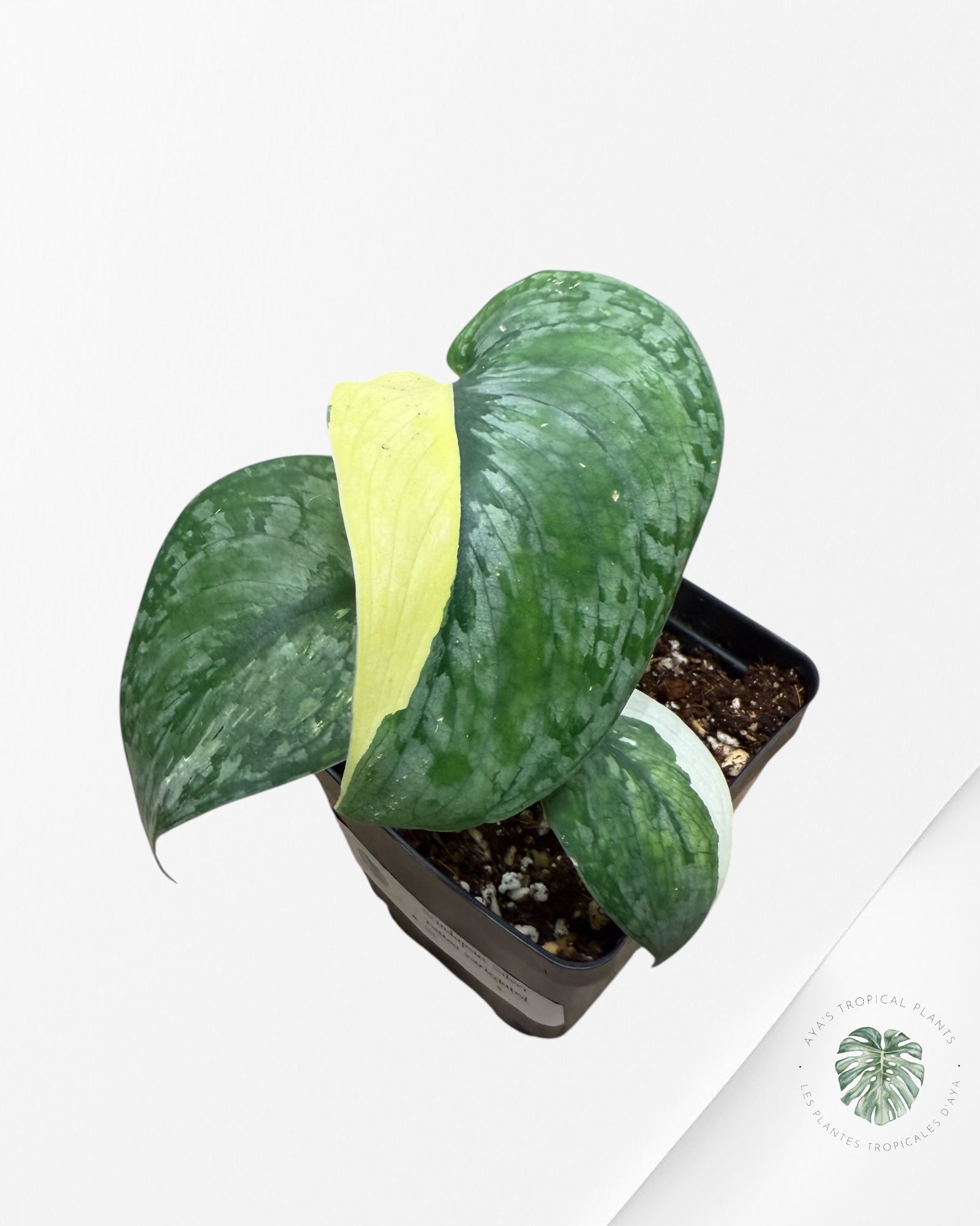 Scindapsus Silver Tattoo Variegata -SS