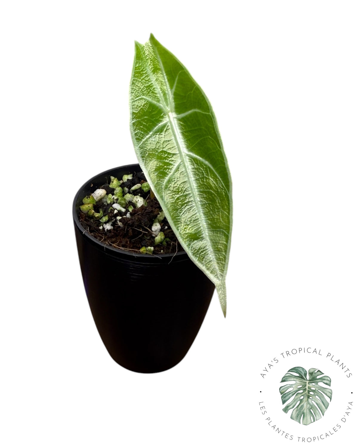 Alocasia Black Satun Pink Bone